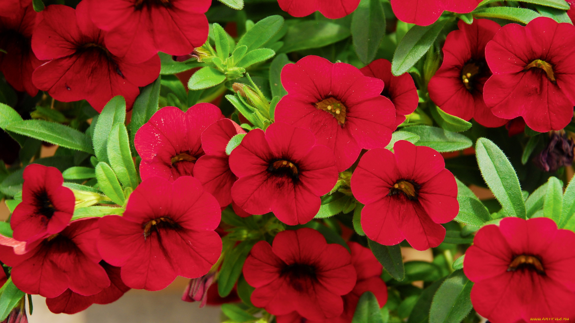 цветы, петунии, , калибрахоа, красные, сад, много, петунья