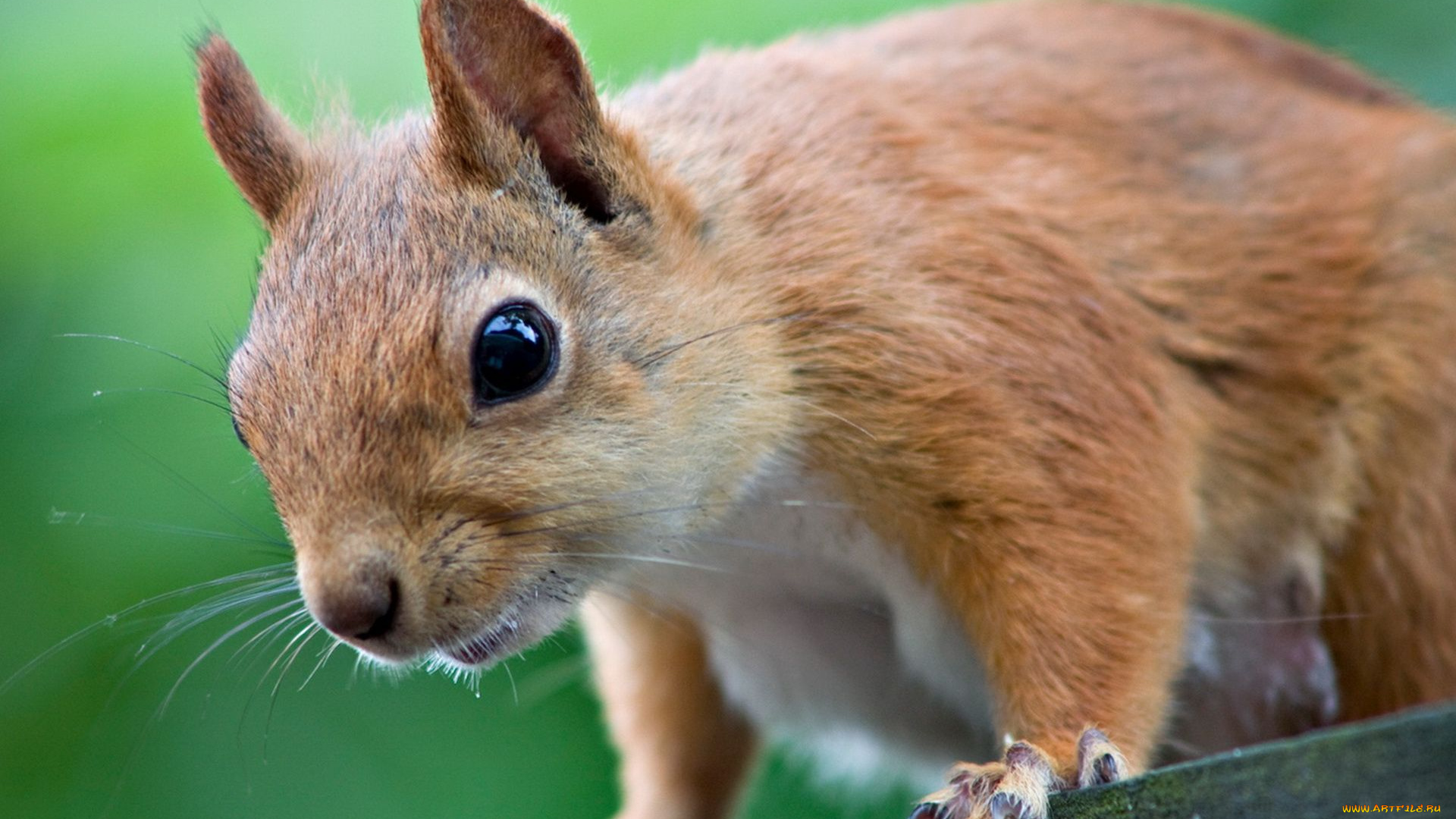 животные, белки, уши