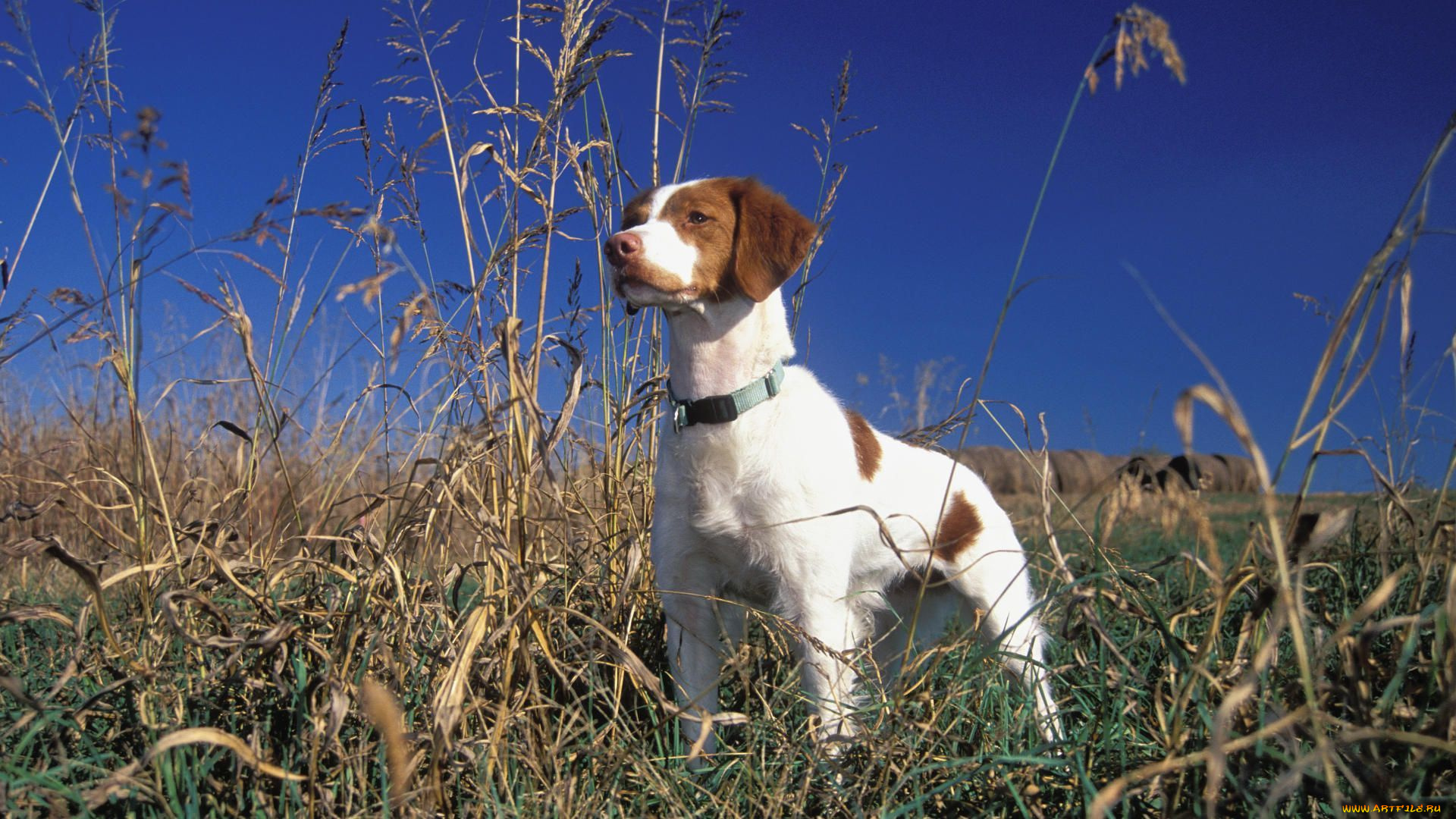 животные, собаки, взгляд