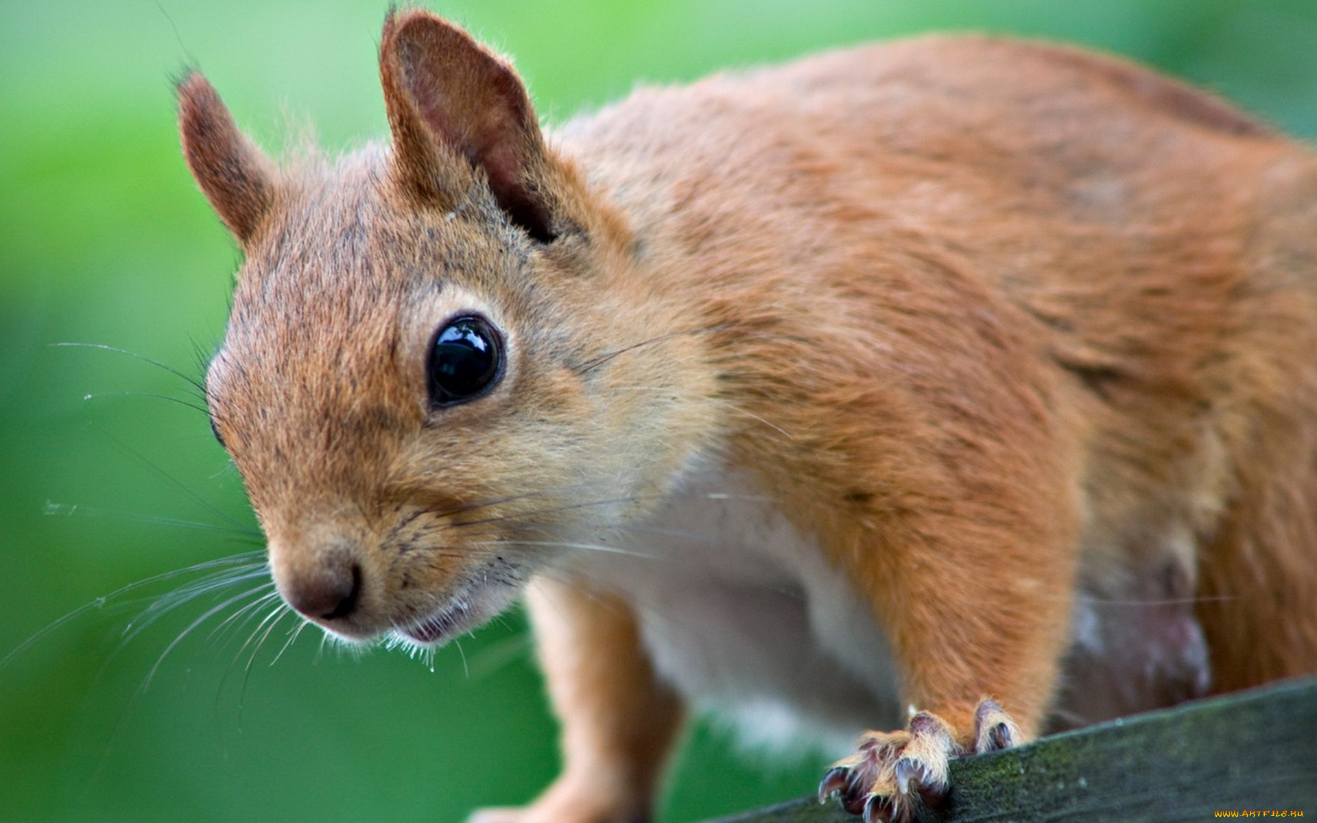 животные, белки, уши