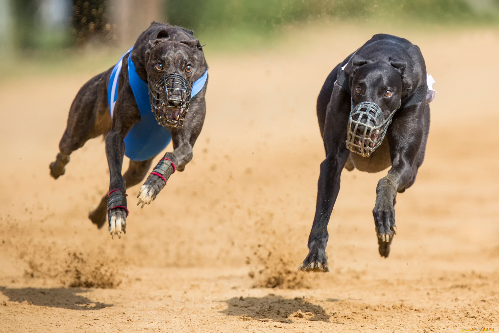 животные, собаки, намордники, бег