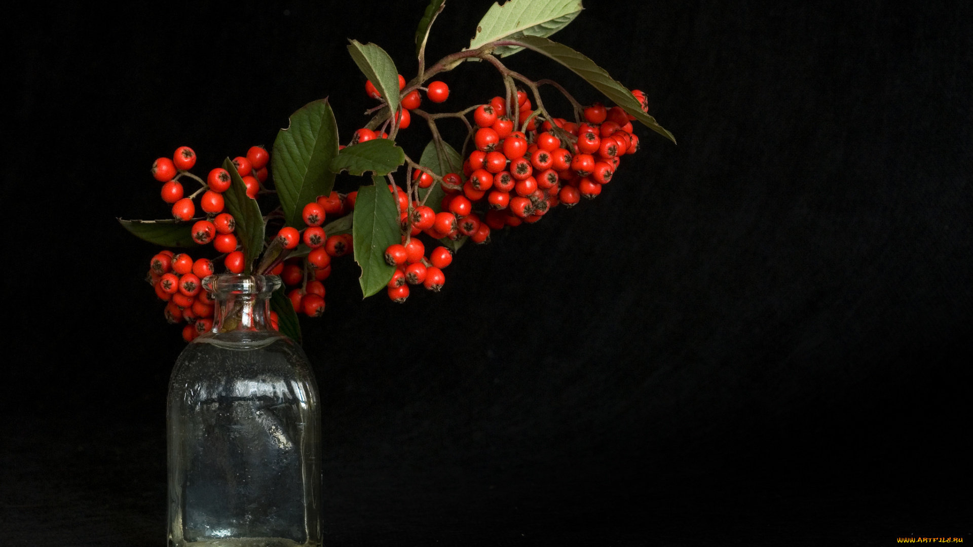 еда, рябина