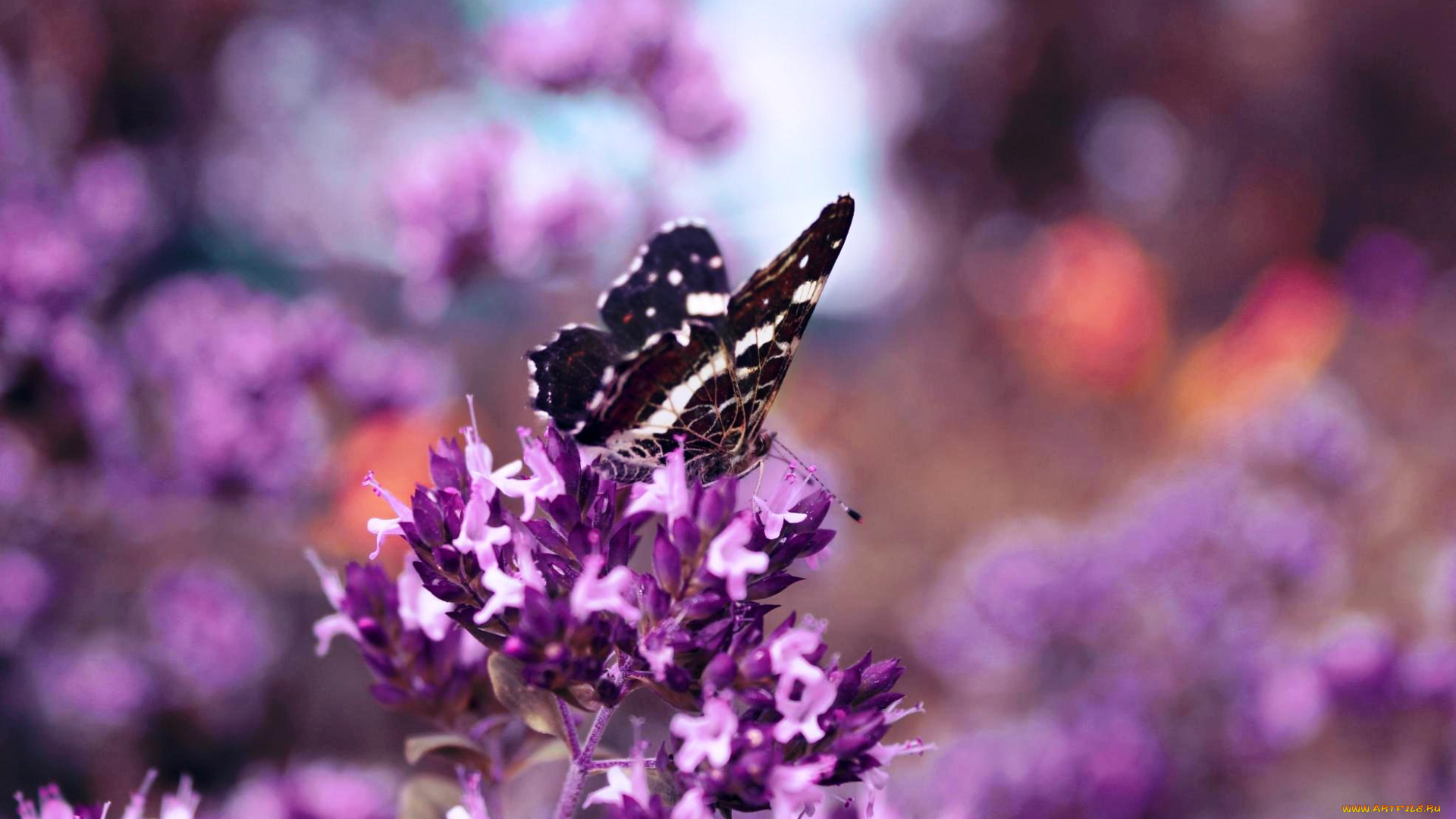 животные, бабочки, , мотыльки, , моли, соцветие, цветок, бабочка