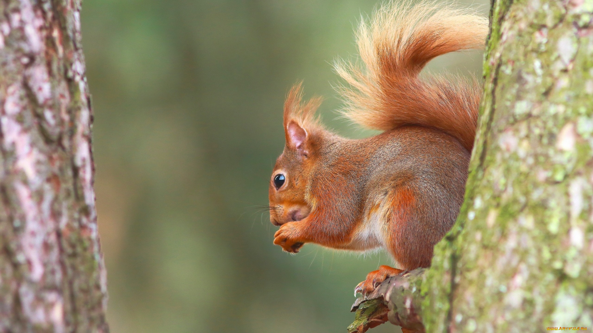 животные, белки, дерево, рыжая, белка