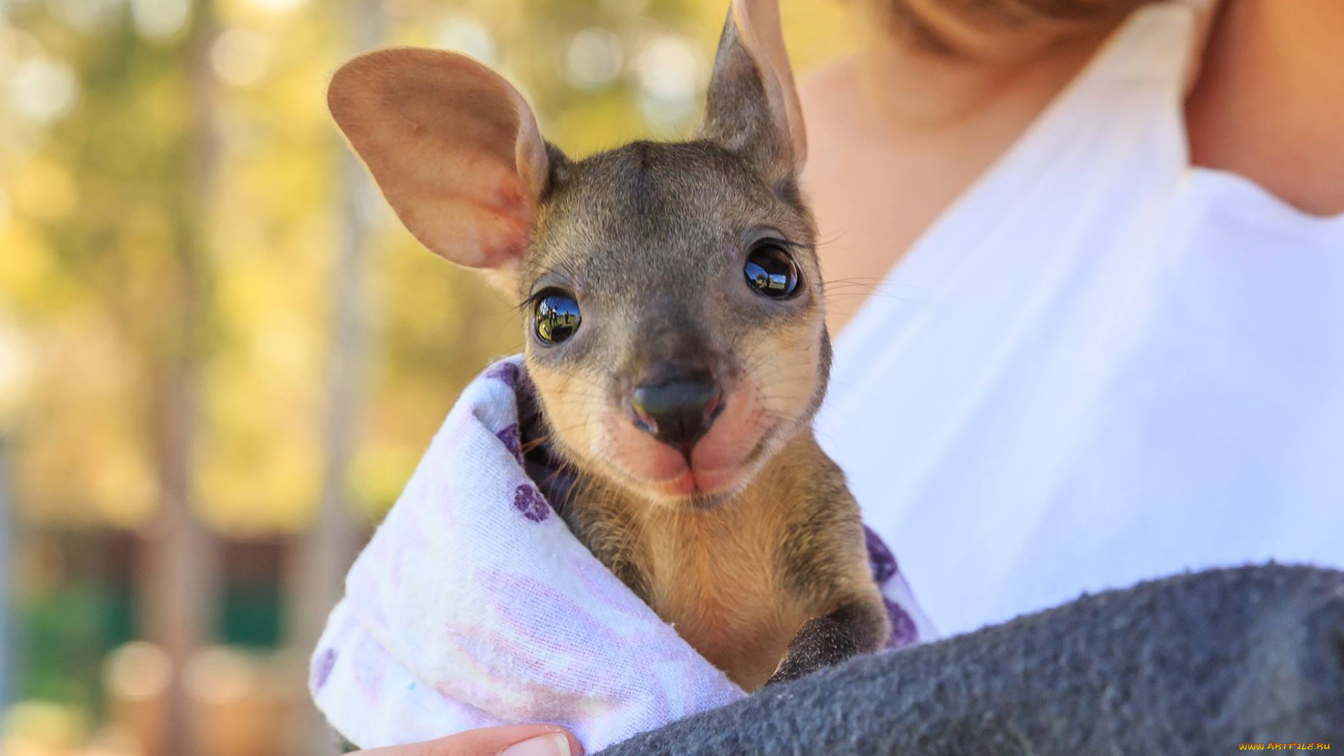 животные, кенгуру, руки, детеныш, кенгуренок
