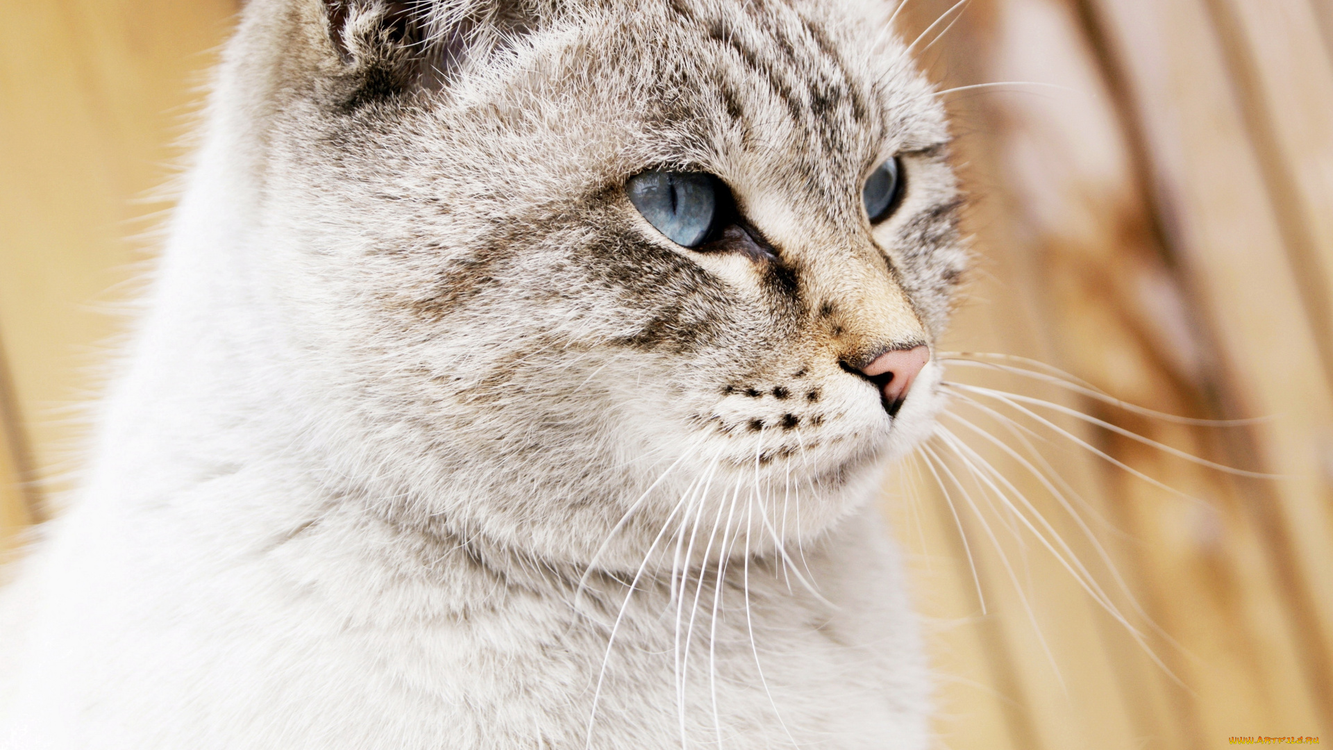 животные, коты, кот, кошка, взгляд