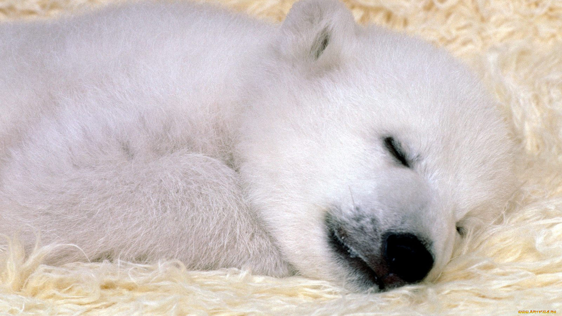 животные, медведи, медвежонок, белый, полярный, сон, отдых