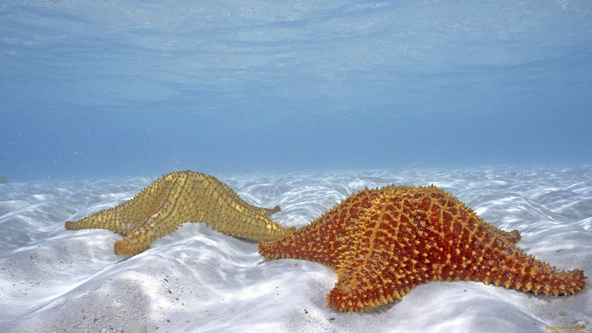животные, морские, звёзды, море, вода, песок, дно, морские, звезды, пара
