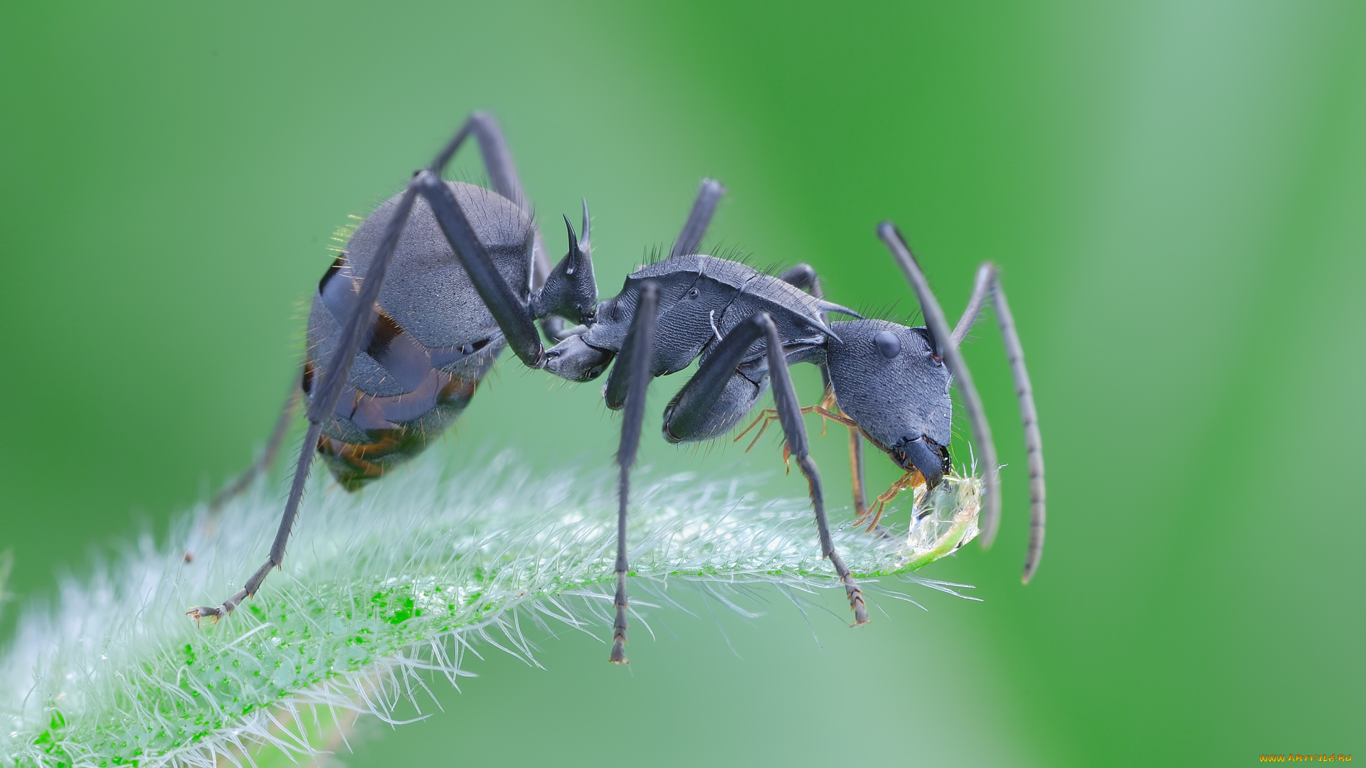 животные, насекомые, макро, муравей, травинка, насекомое, утро, фон