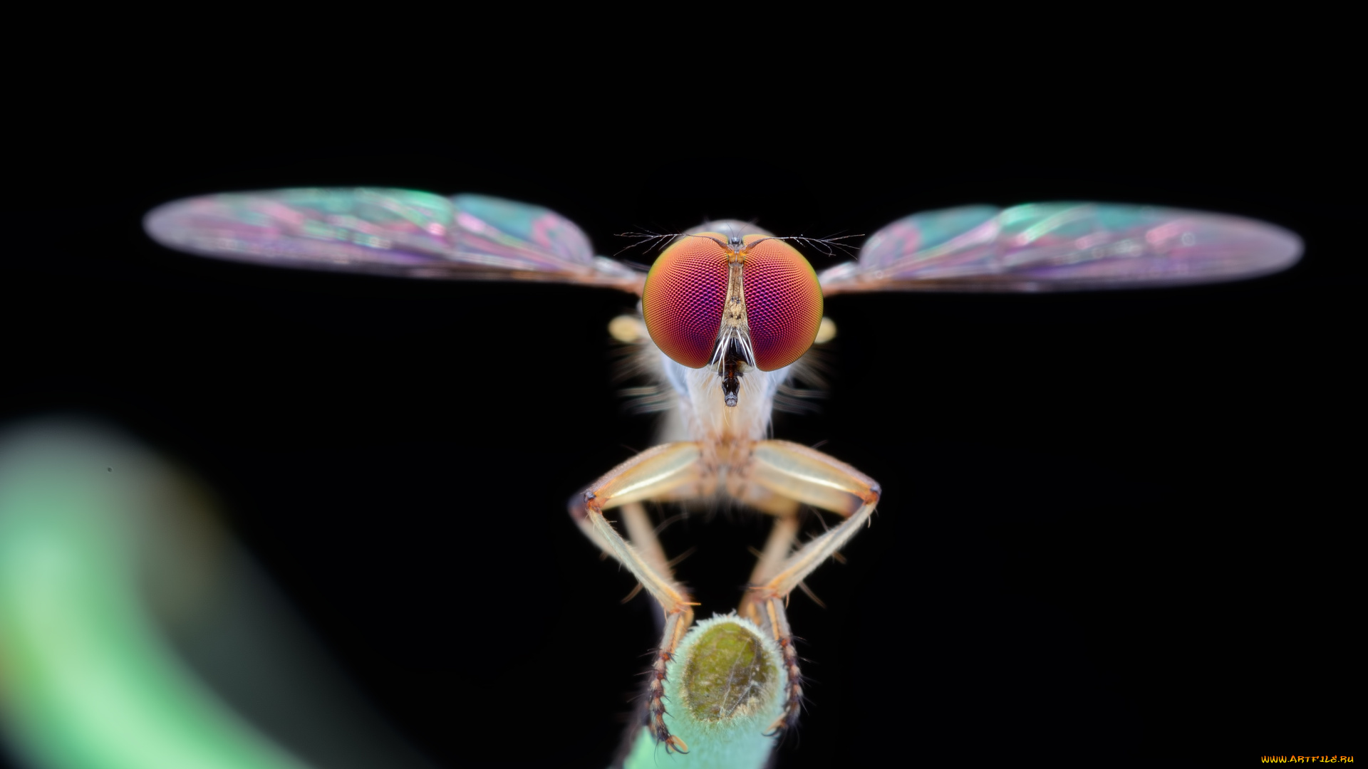 животные, насекомые, муха, макро, фон