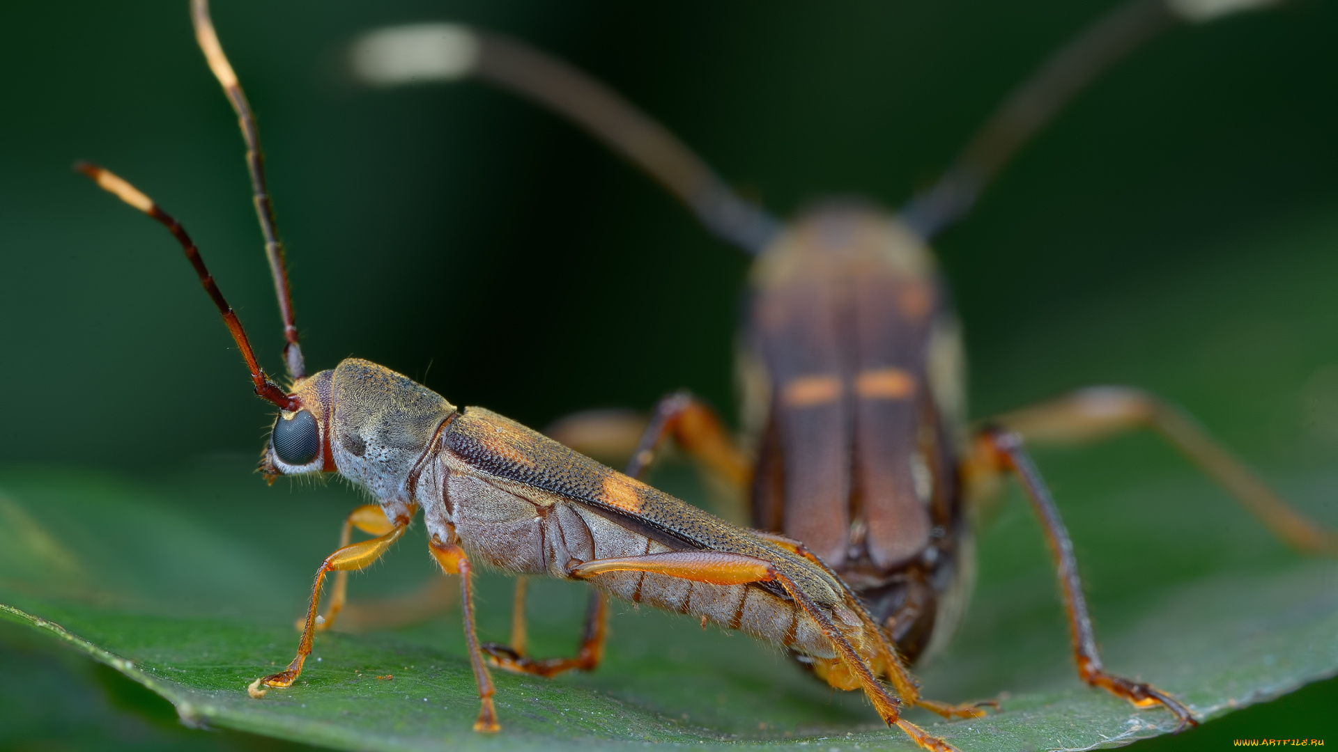 животные, насекомые, утро, жук, травинка, фон, макро, насекомое