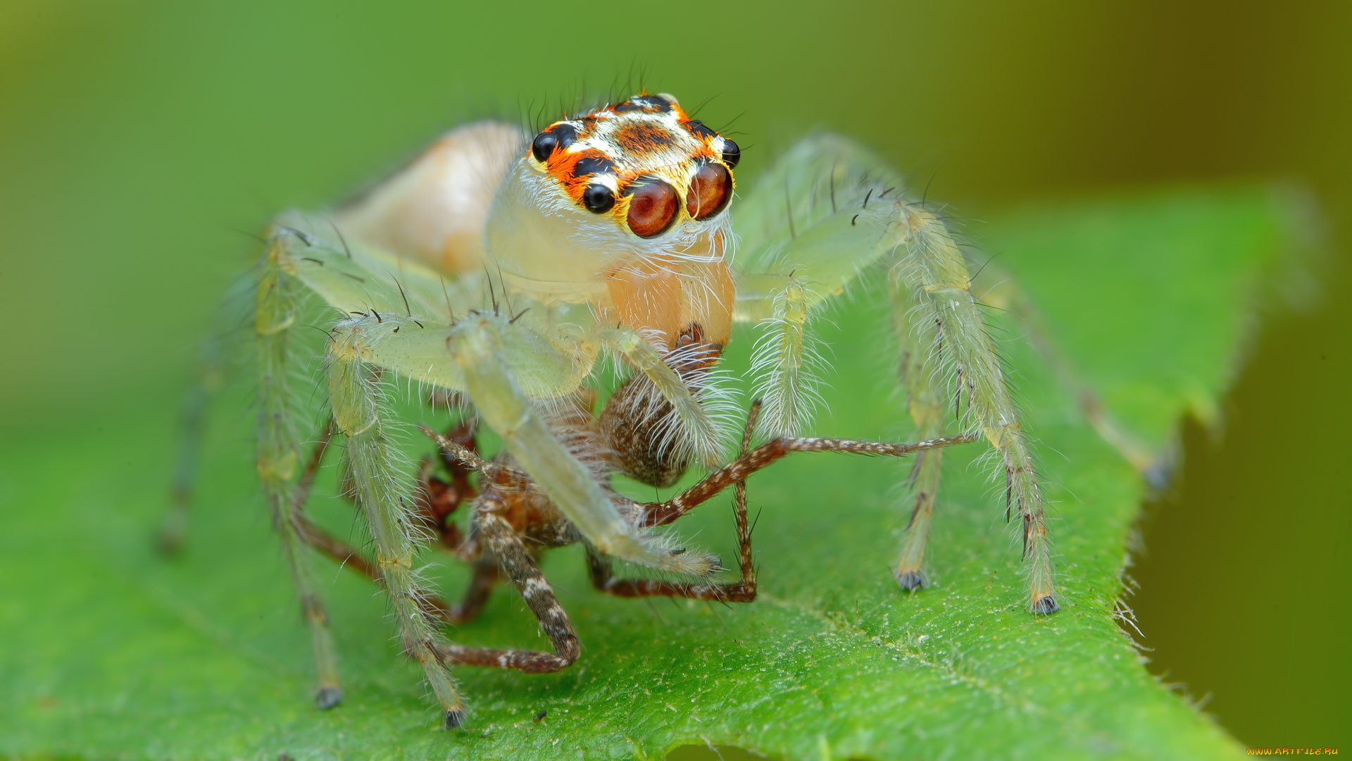 животные, пауки, макро, фон, паук