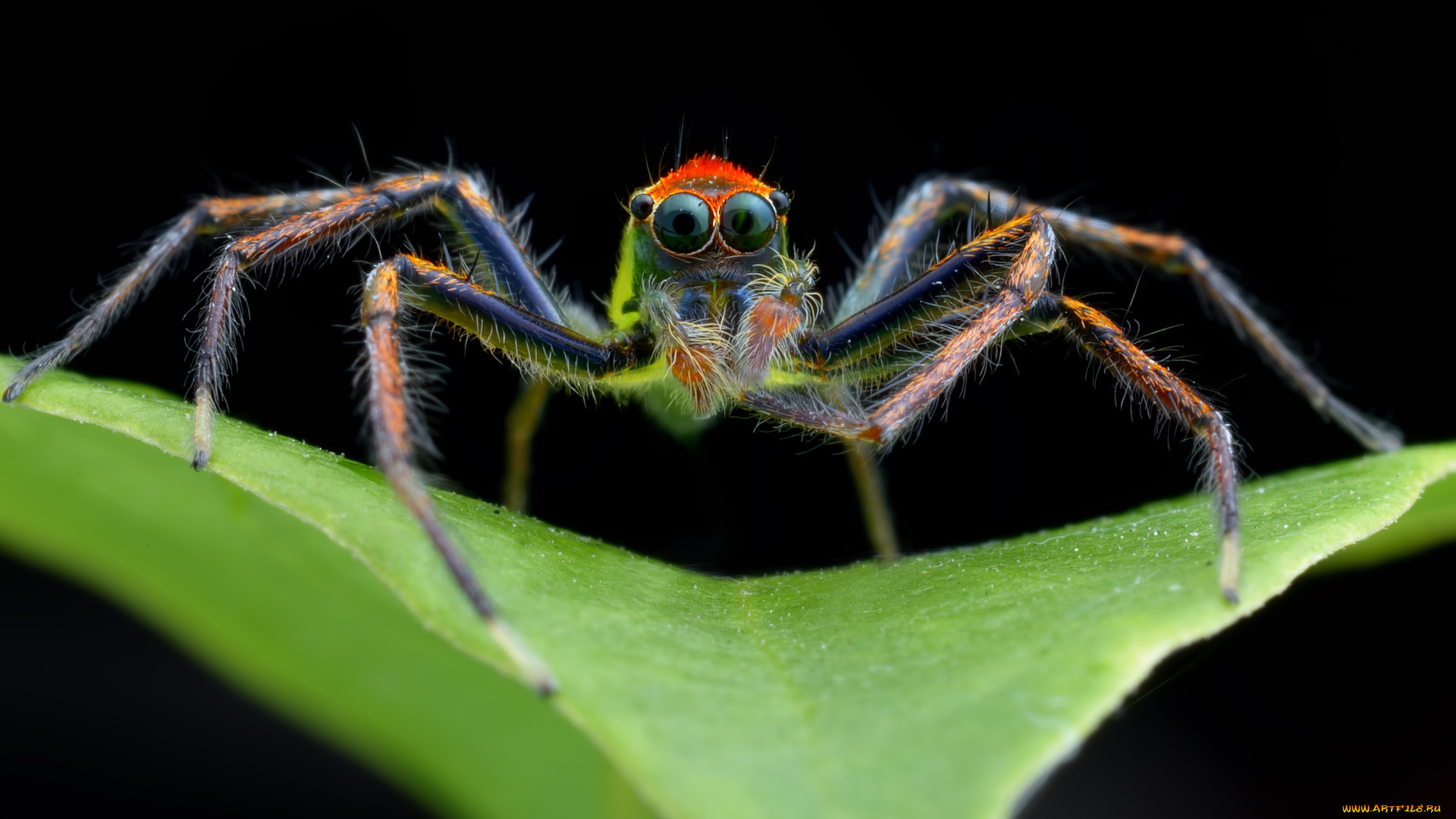 животные, пауки, паук, лист, макро