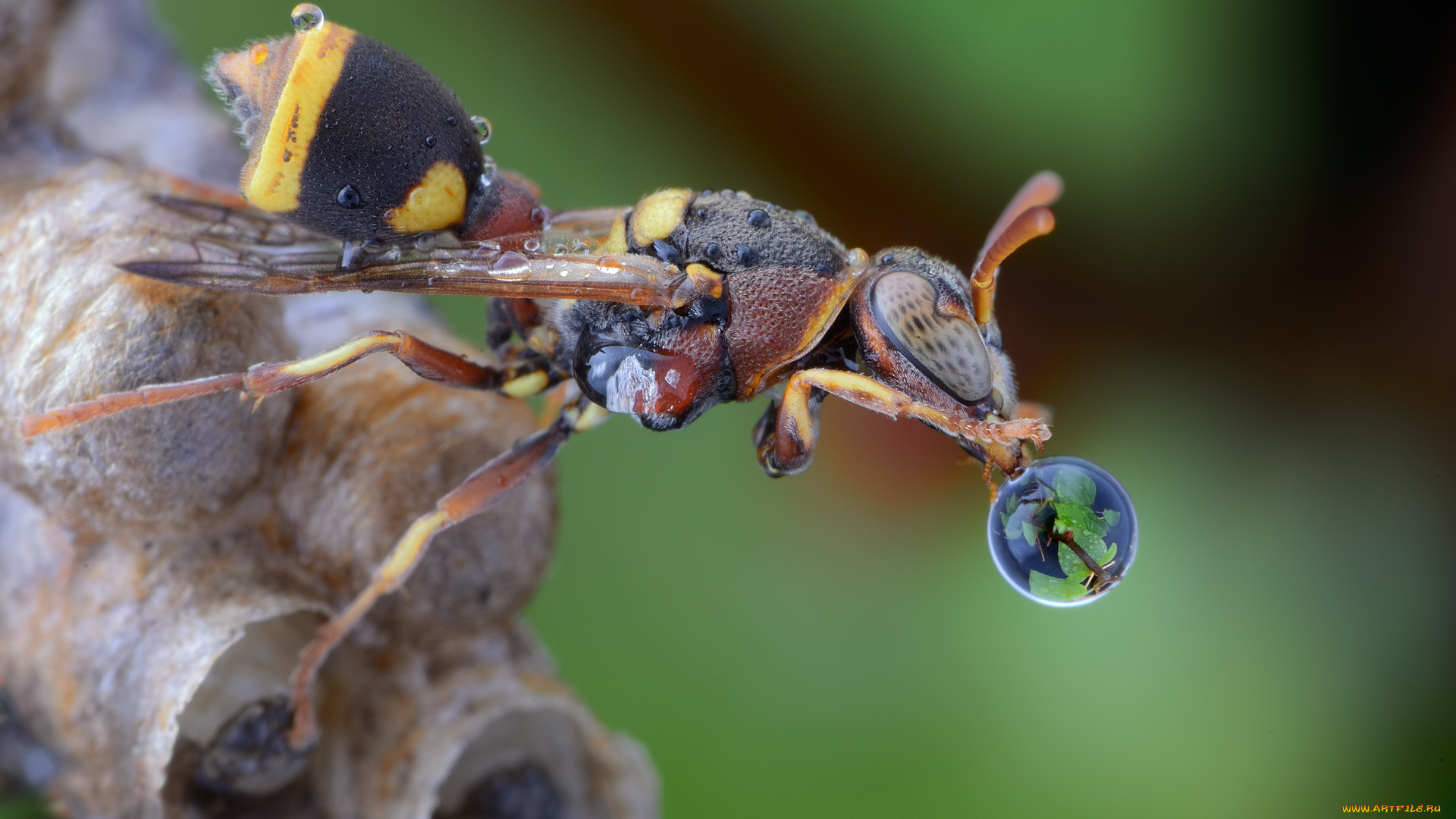 животные, пчелы, , осы, , шмели, оса, макро, капля, личинки, улей, фон
