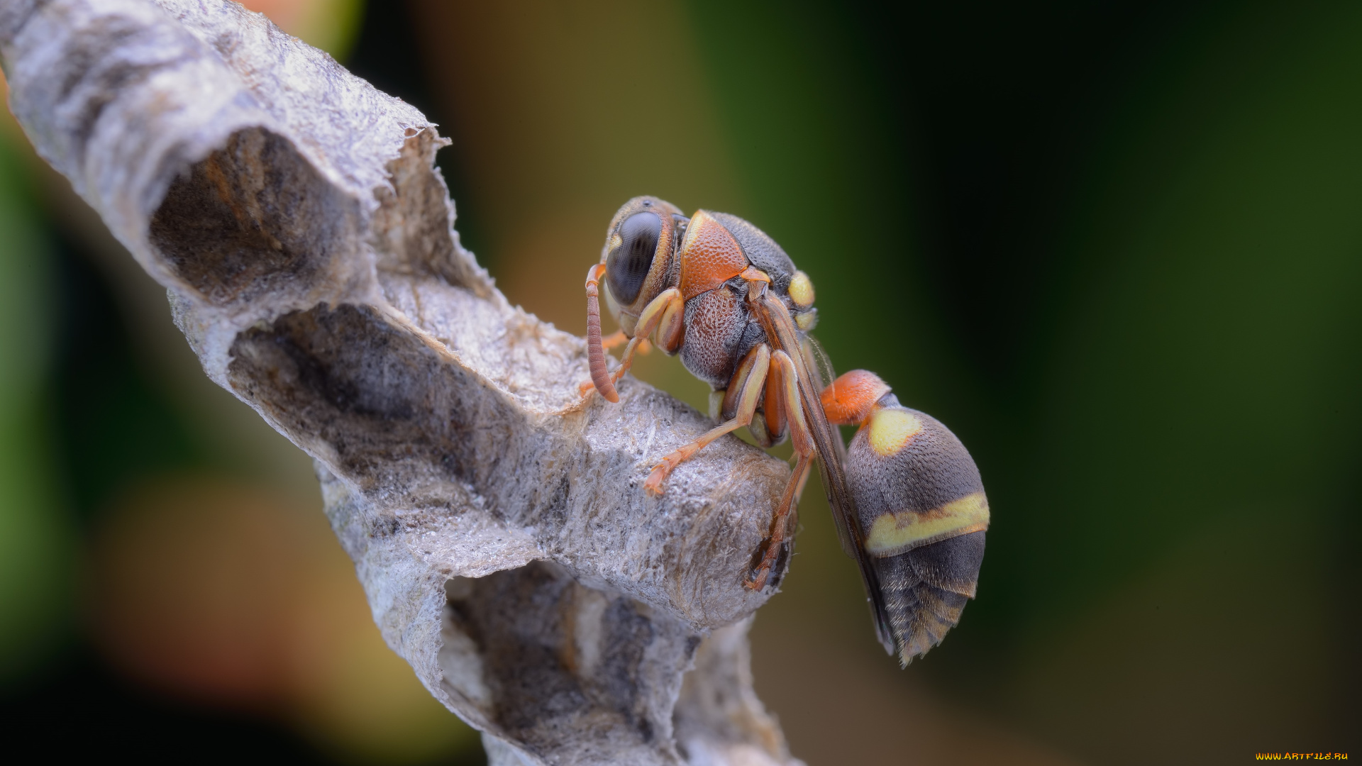 животные, пчелы, , осы, , шмели, улей, соты, оса, макро, фон