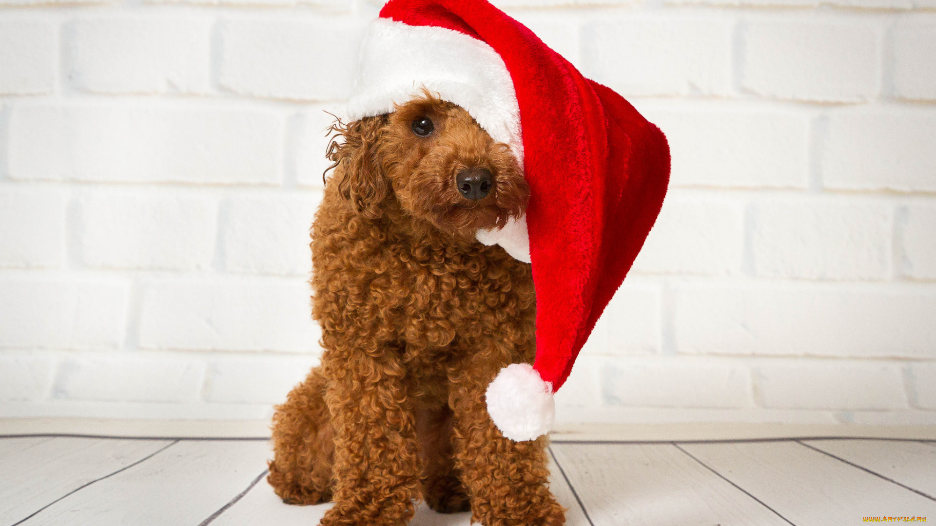 животные, собаки, колпак, собака, пудель