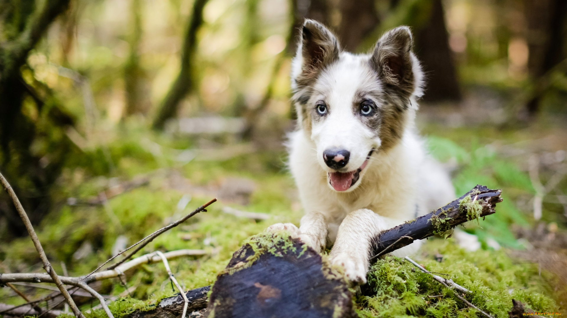 животные, собаки, лес, щенок, собака
