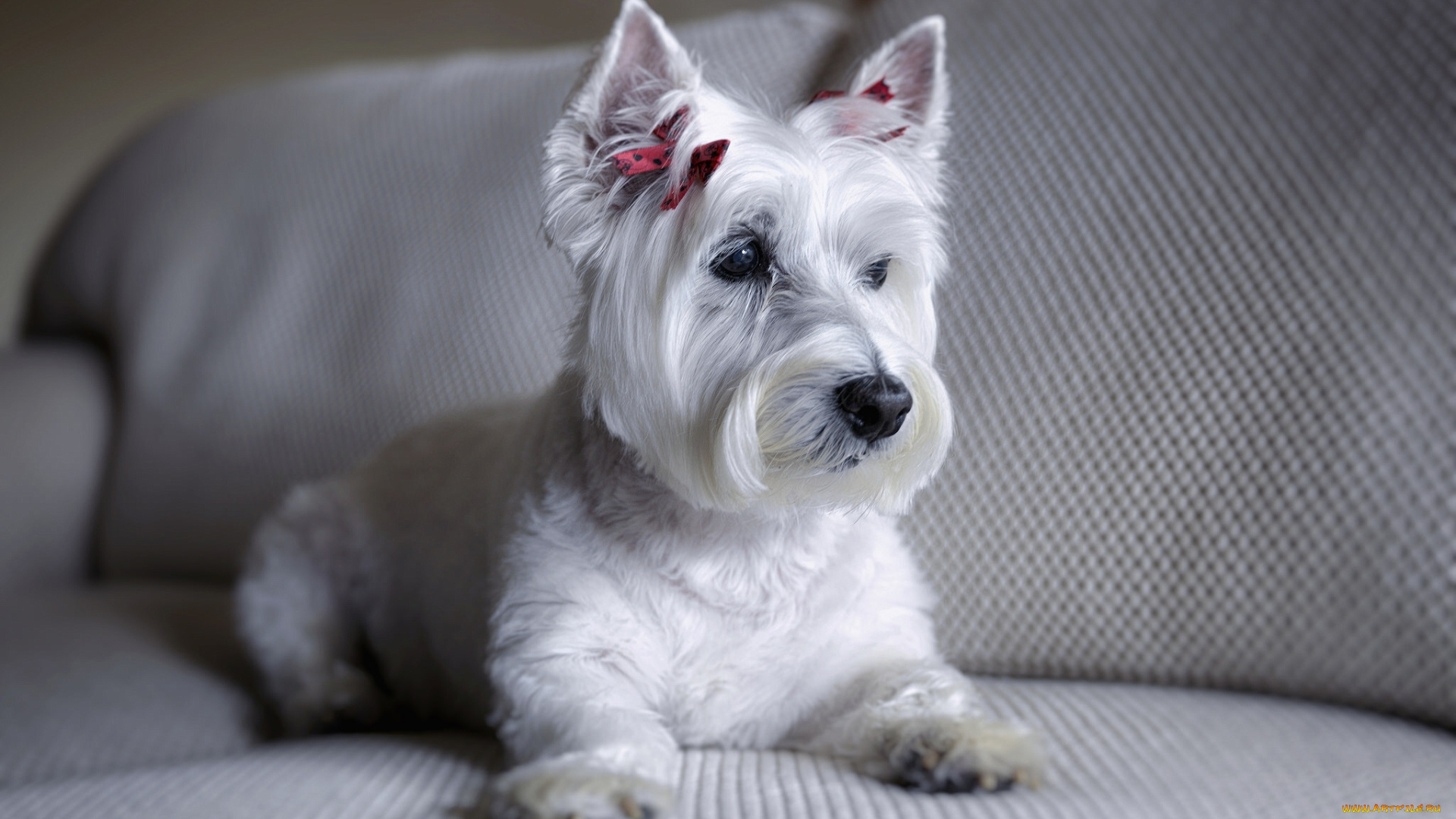 животные, собаки, собака, диван, вест-хайленд-уайт-терьер