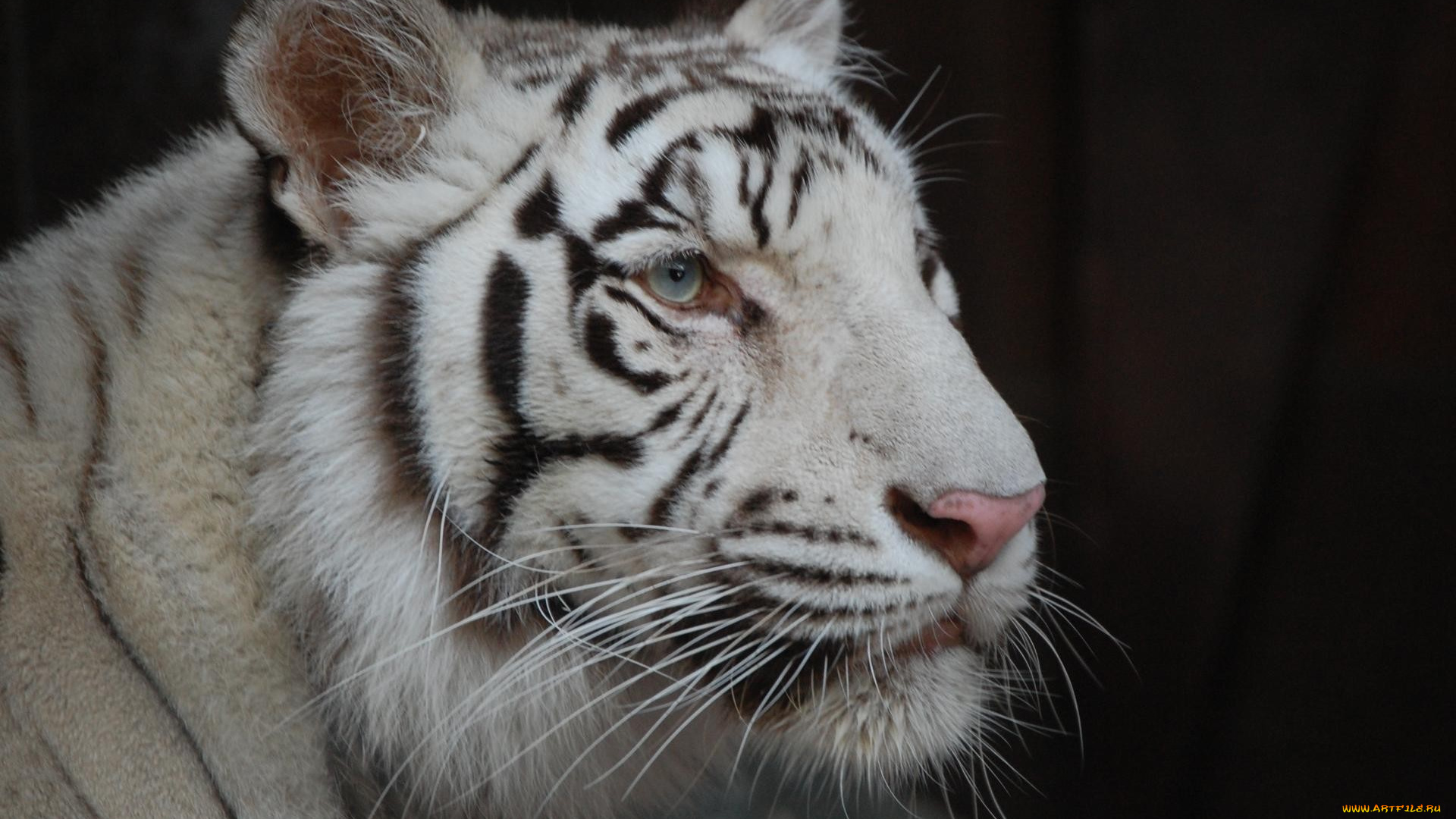 животные, тигры, тигр, белый, голова, взгляд