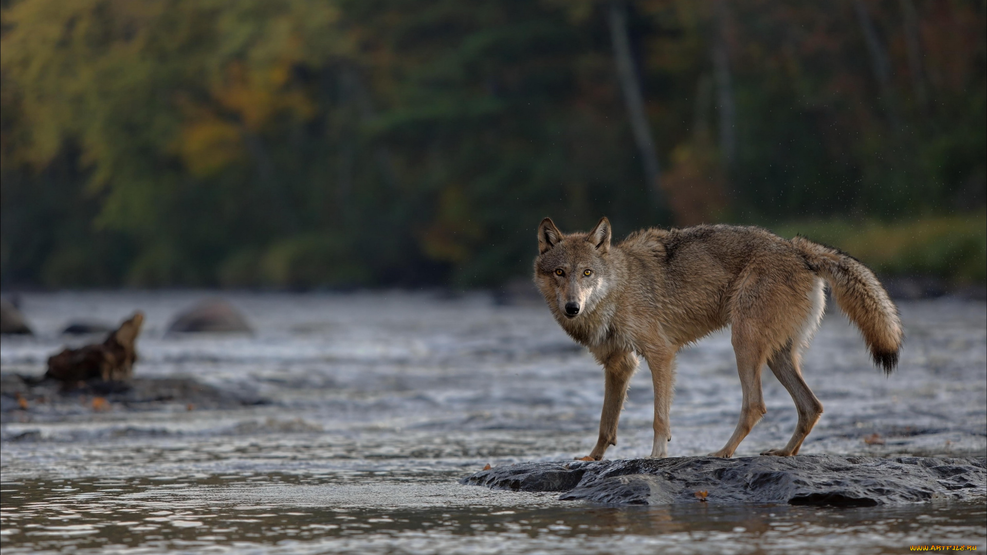 животные, волки, , койоты, , шакалы, взгляд, лес, река, волк