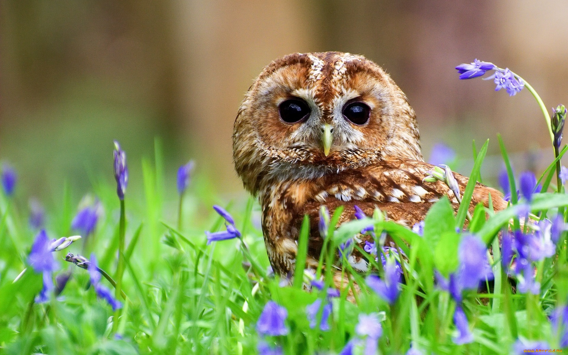 животные, совы, колокольчики, цветы, птица, сова, серая, неясыть