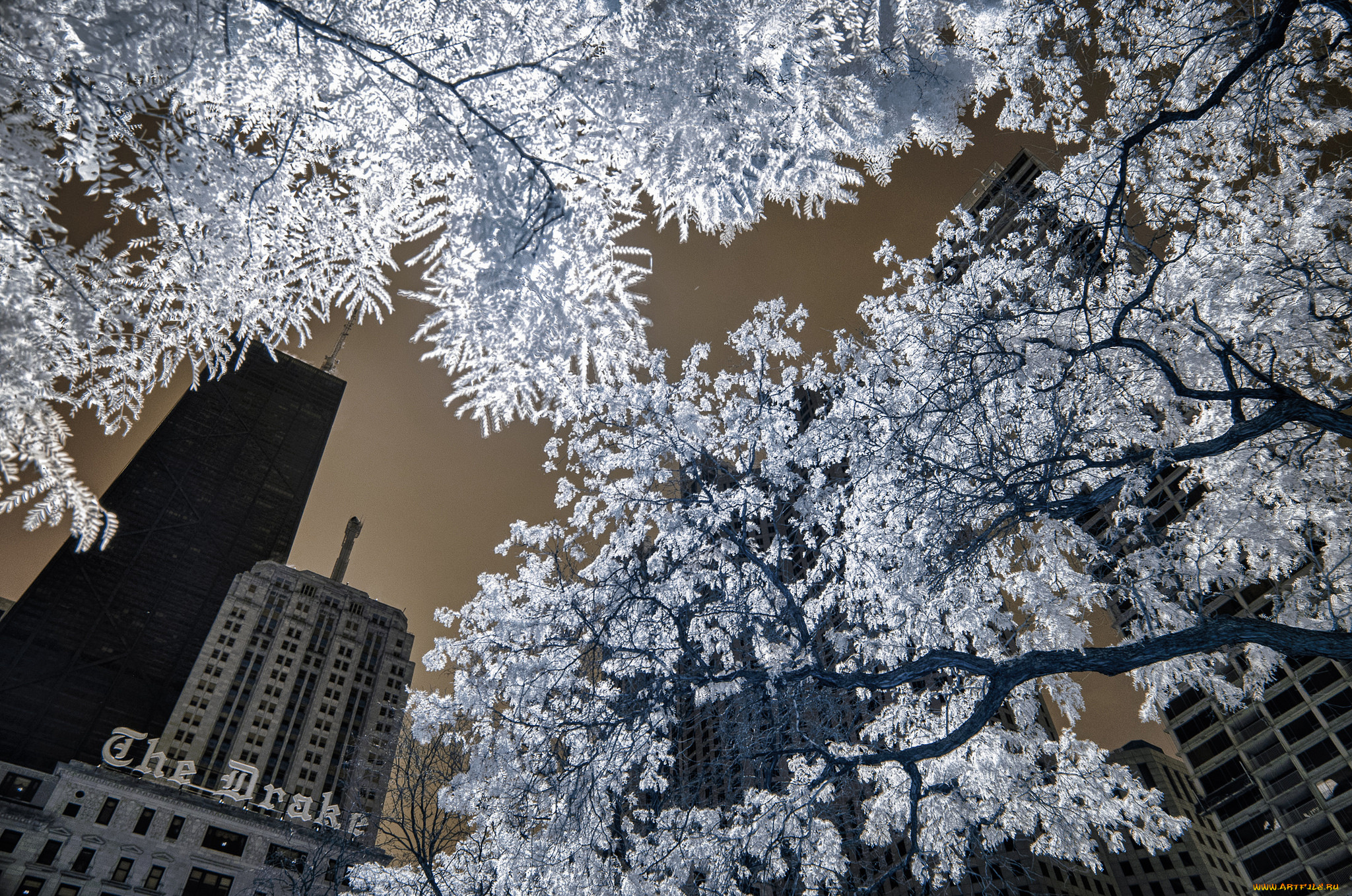 разное, компьютерный, дизайн, обработка, город, деревья