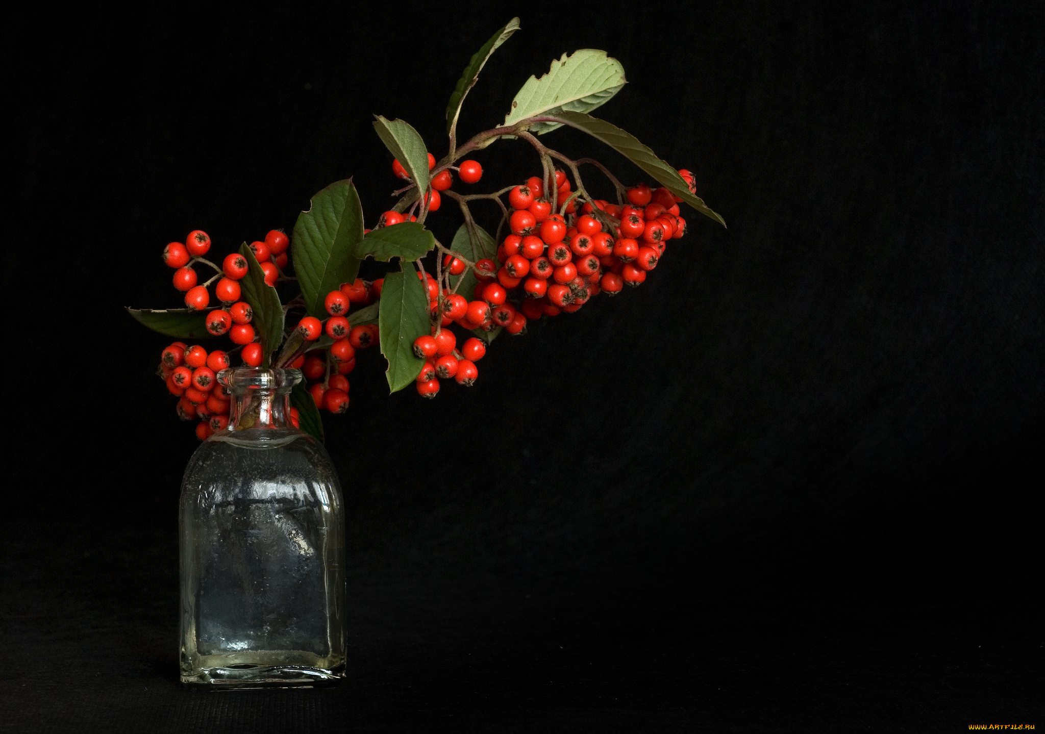 еда, рябина