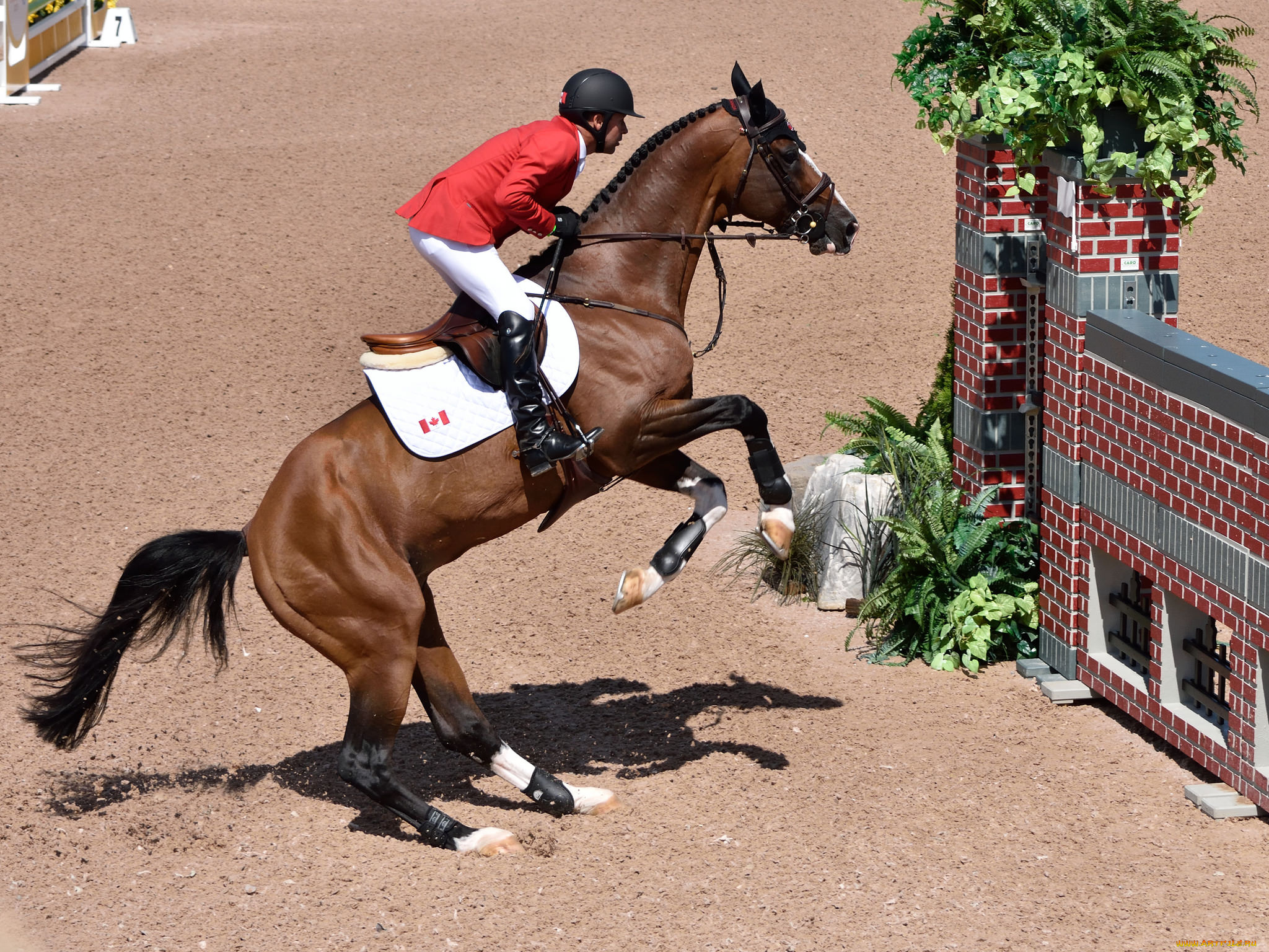 спорт, конный, спорт, скачки, ипподром, жокей, лошадь