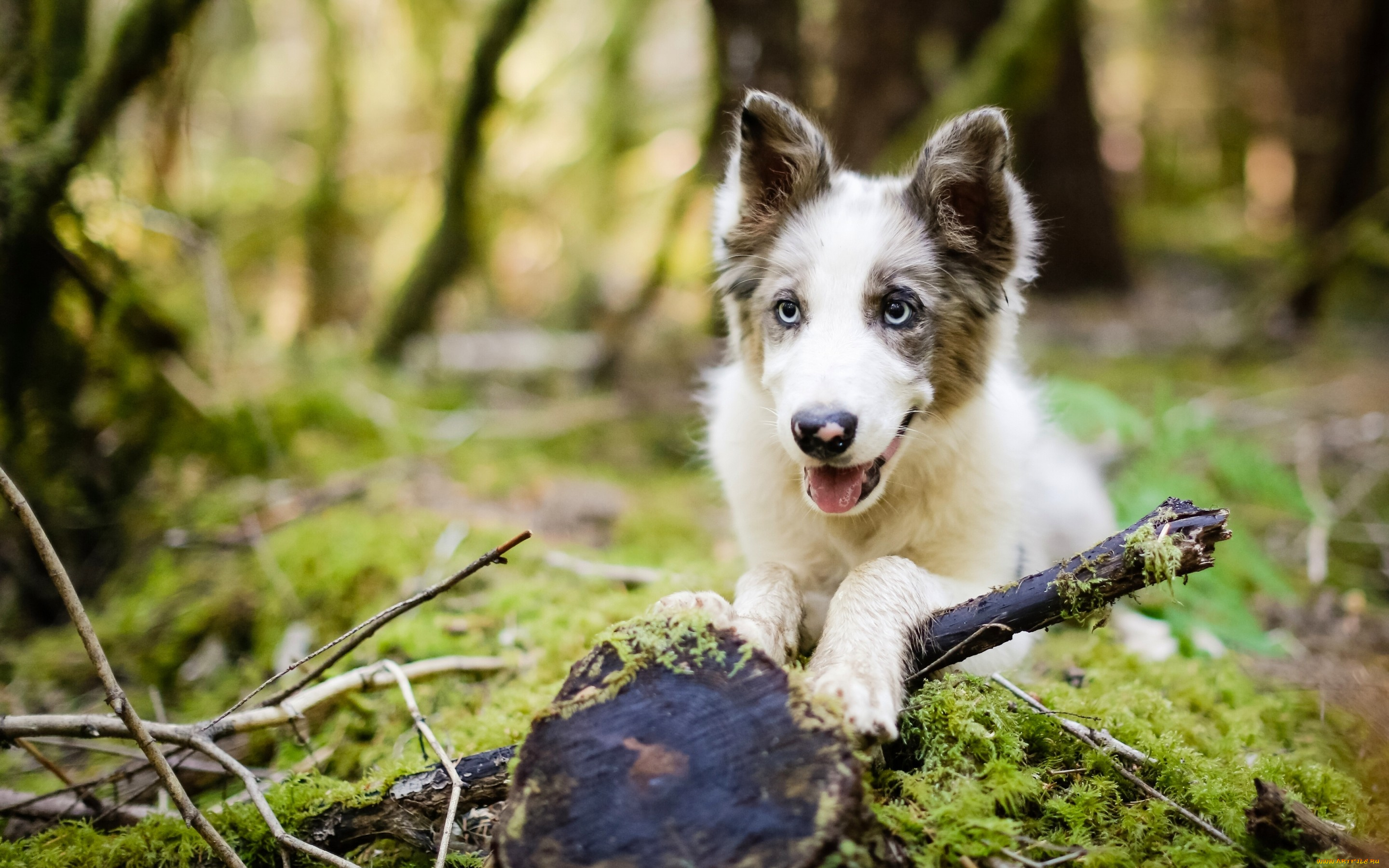 животные, собаки, лес, щенок, собака