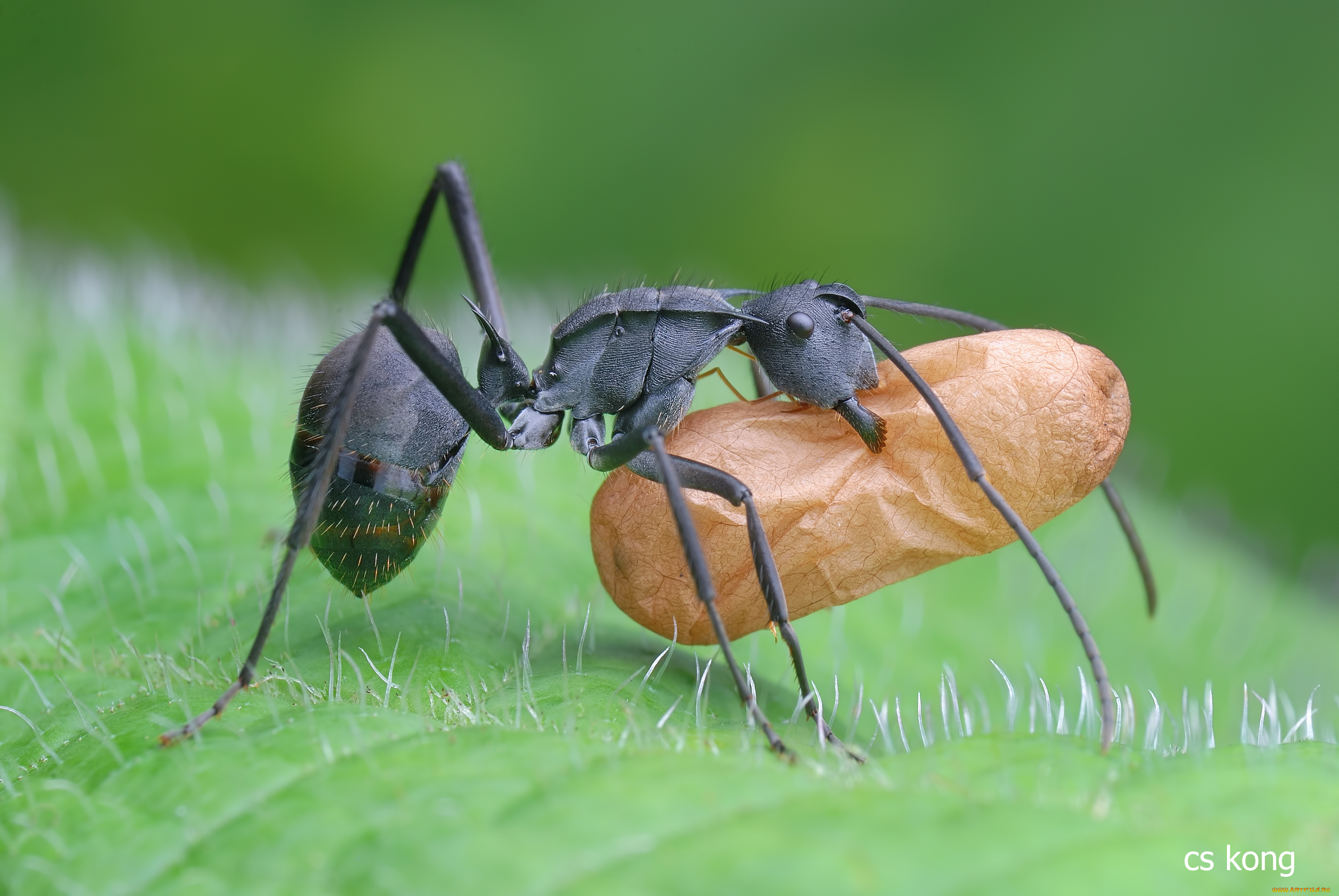 животные, насекомые, яйцо, лист, муравей, макро
