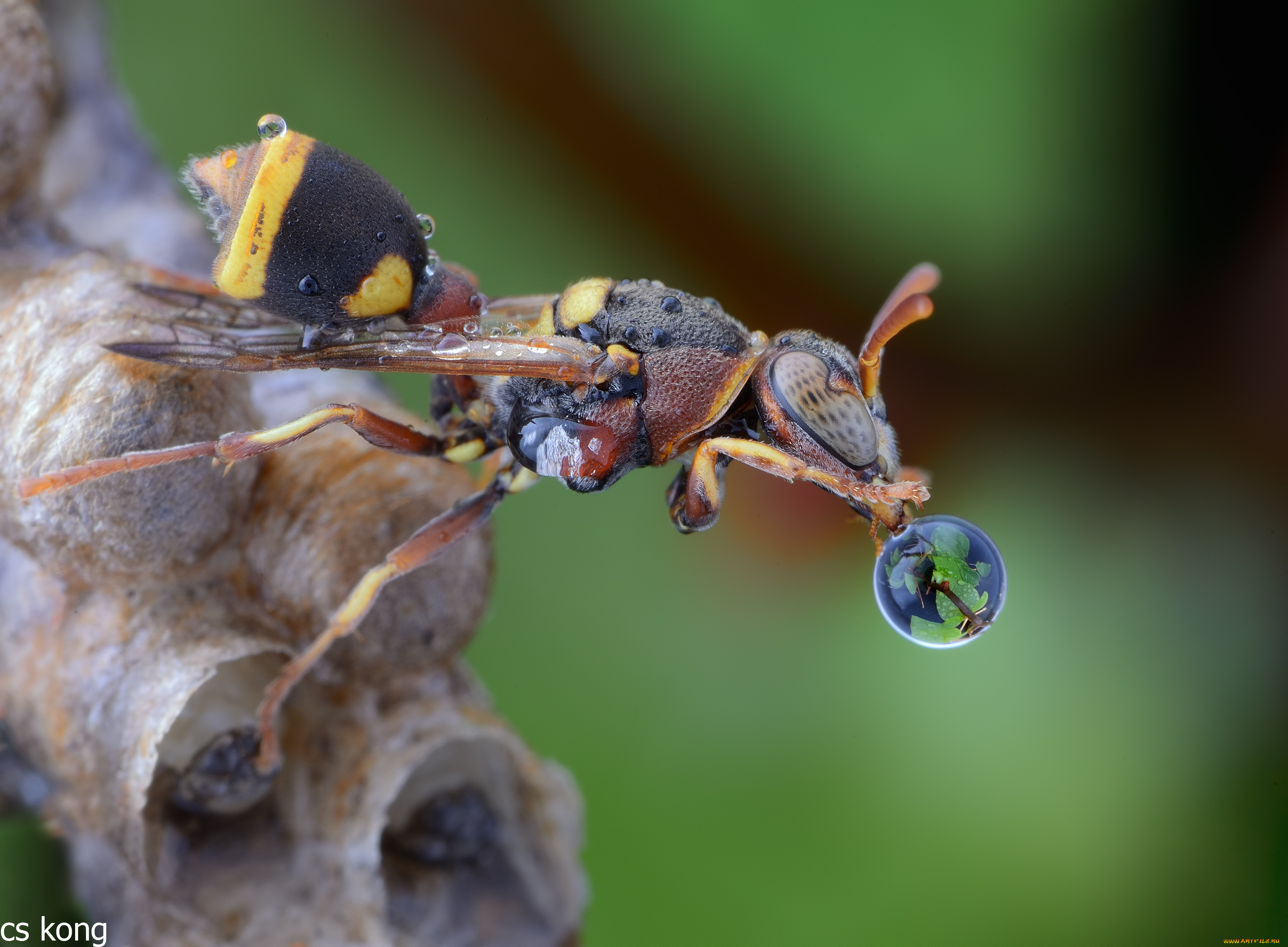 животные, пчелы, , осы, , шмели, оса, макро, капля, личинки, улей, фон