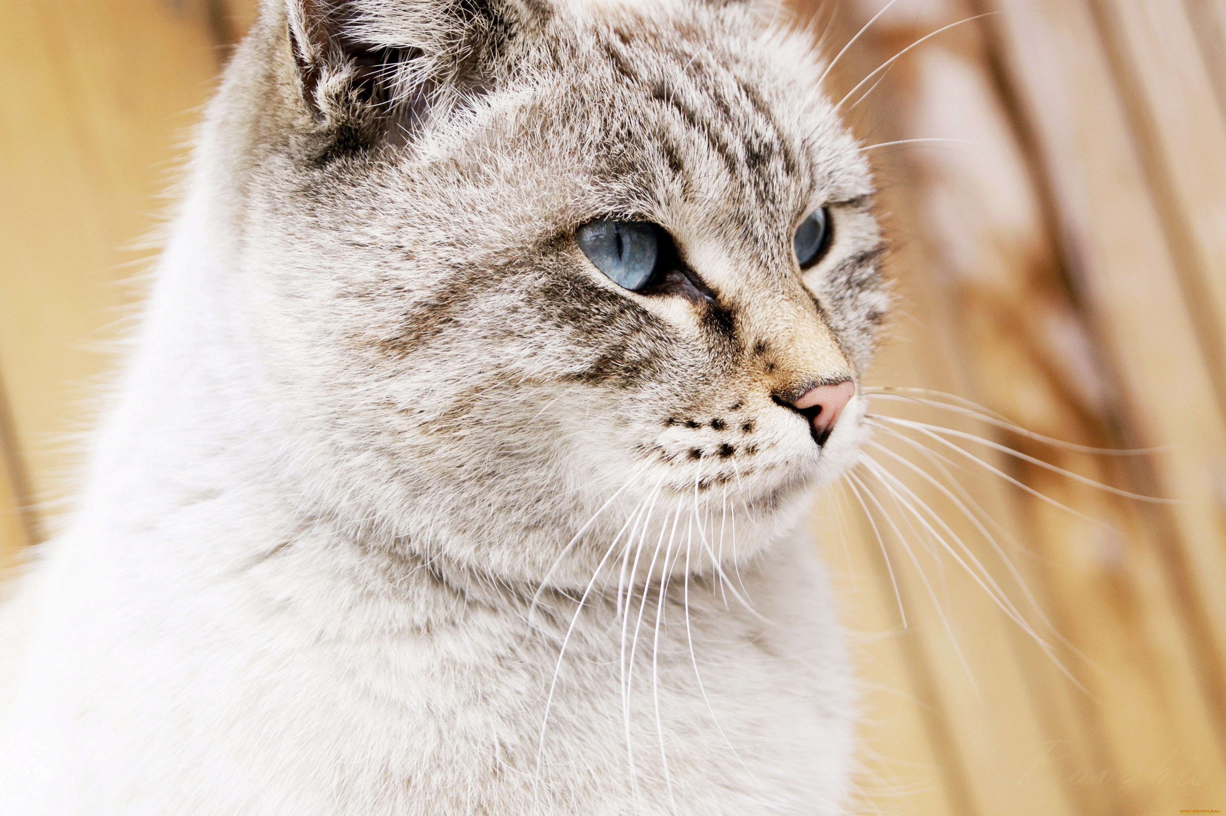 животные, коты, кот, кошка, взгляд