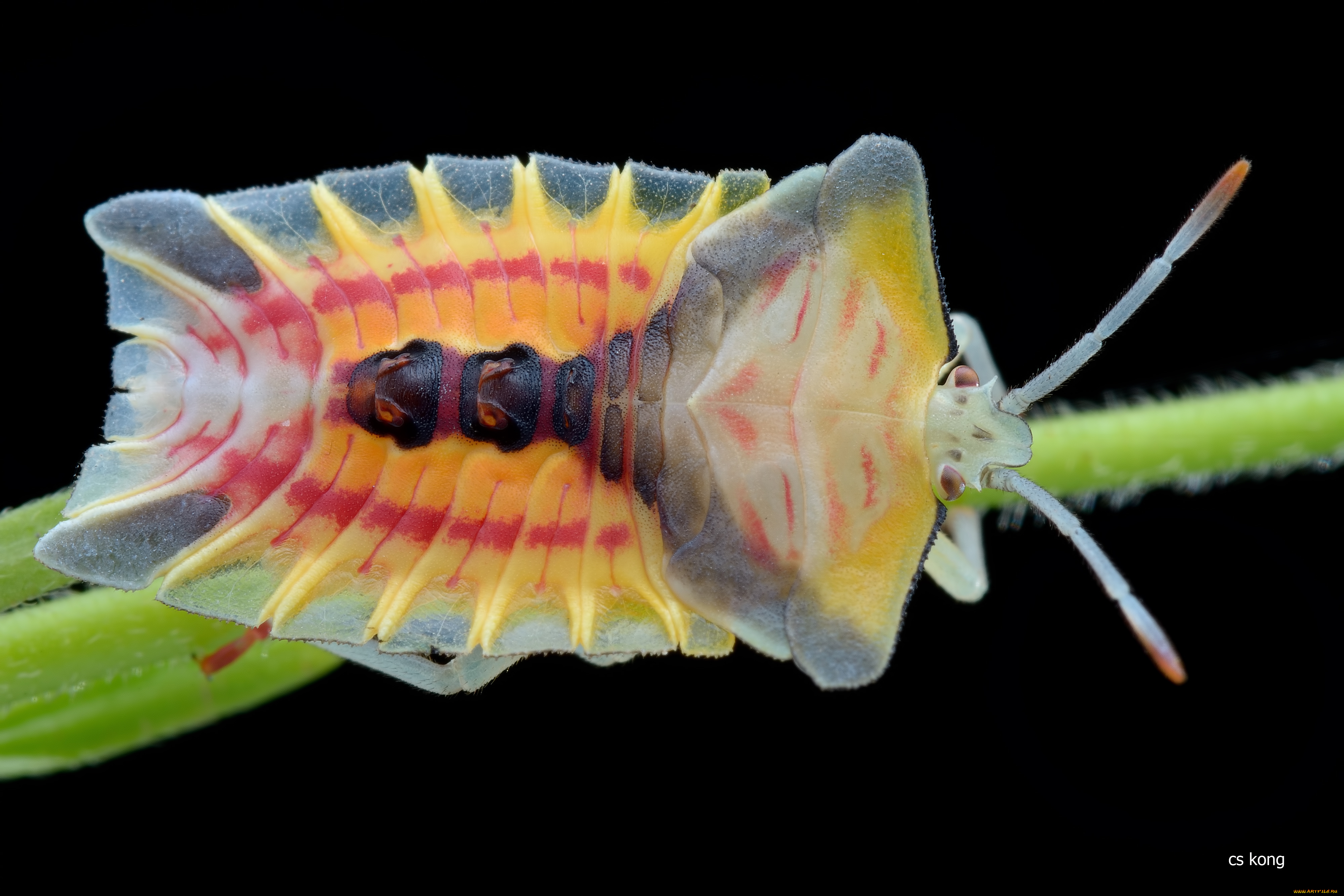 животные, насекомые, фон, насекомое, жук, травинка, макро