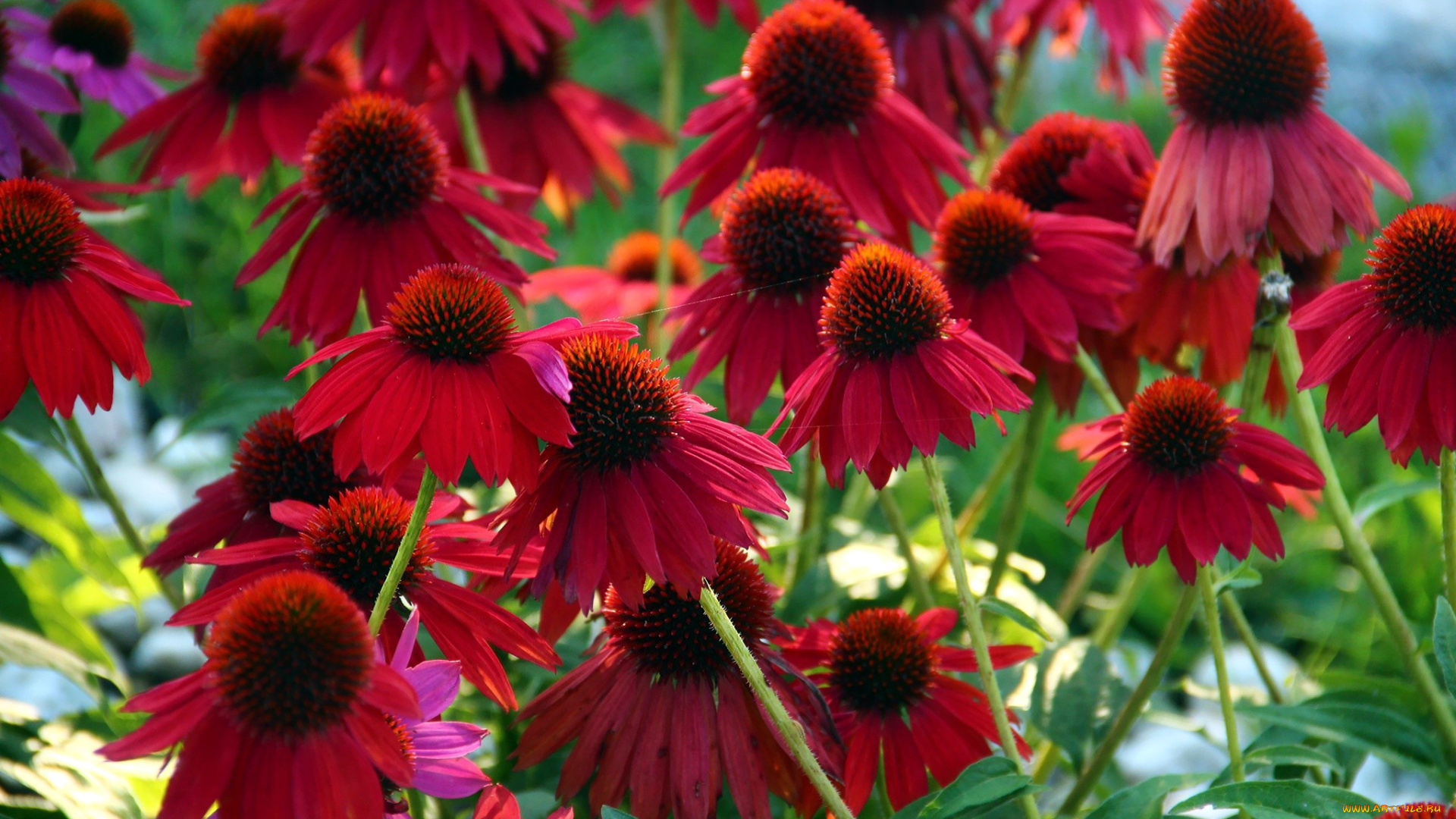 цветы, эхинацея, лекарственные