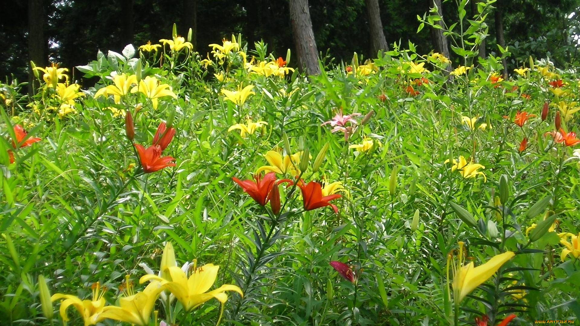 цветы, лилии, , лилейники