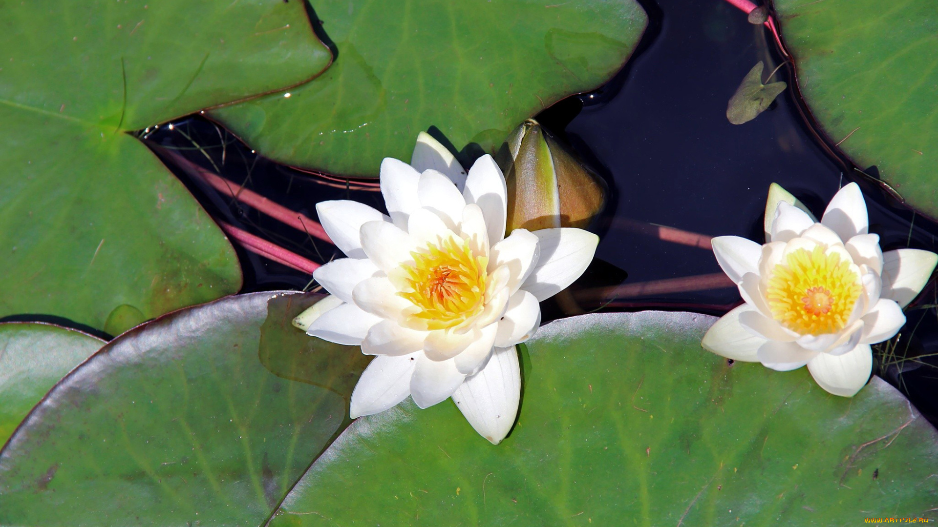 цветы, лилии, водяные, , нимфеи, , кувшинки, лилии