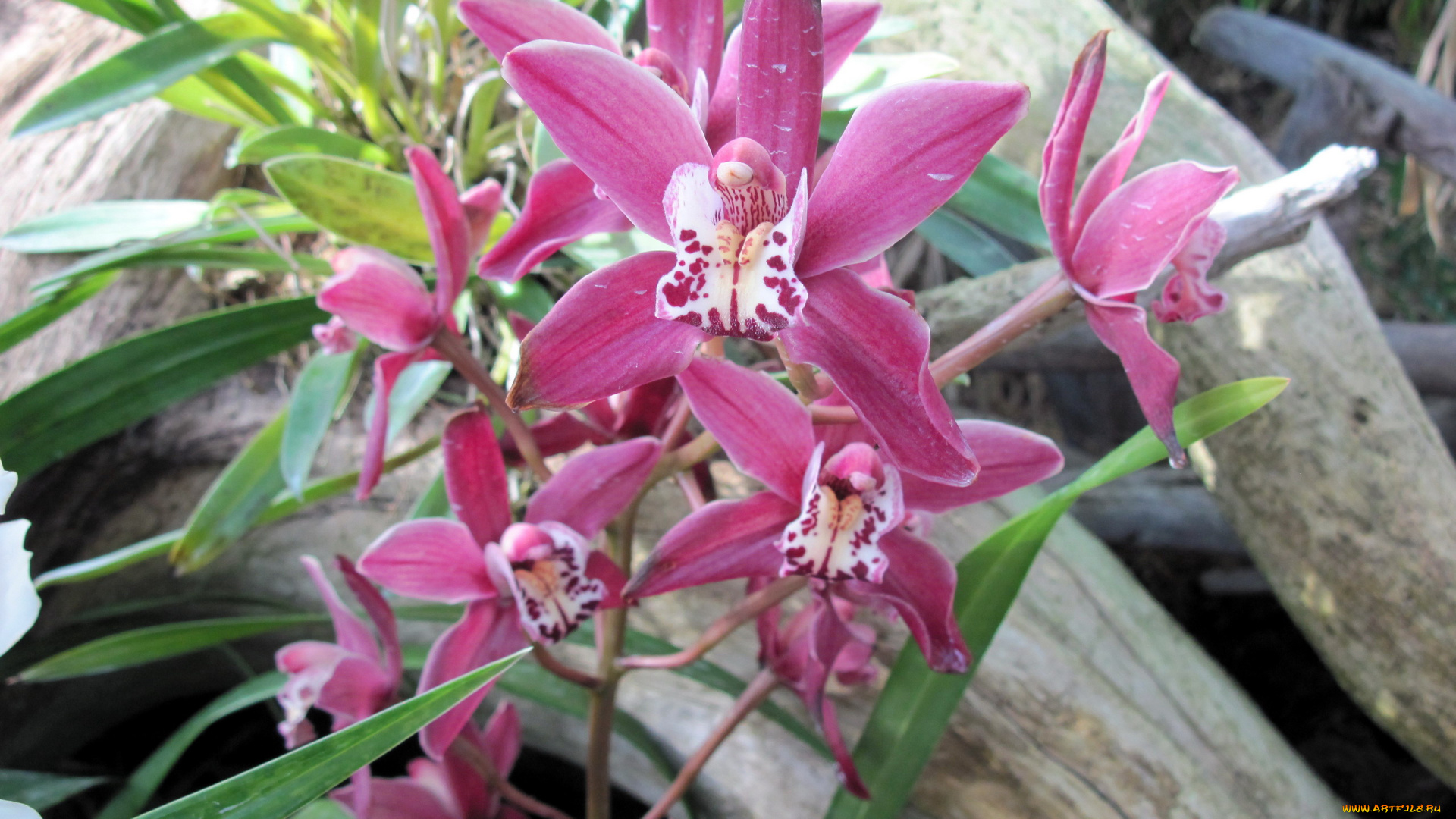 цветы, орхидеи, экзотика