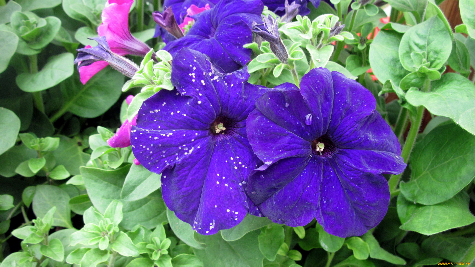 цветы, петунии, , калибрахоа, синий