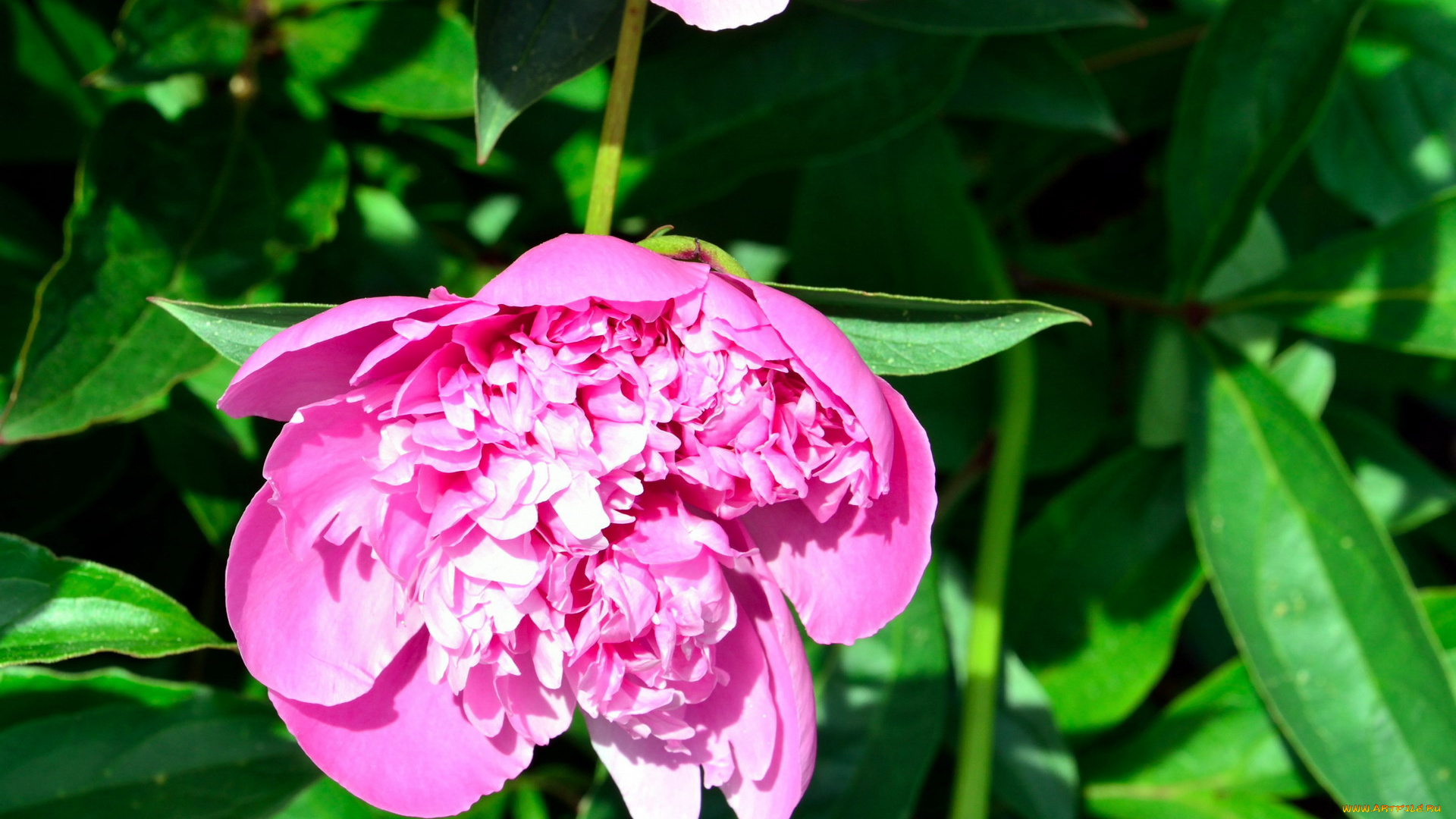 цветы, пионы, розовый, бутон, макро