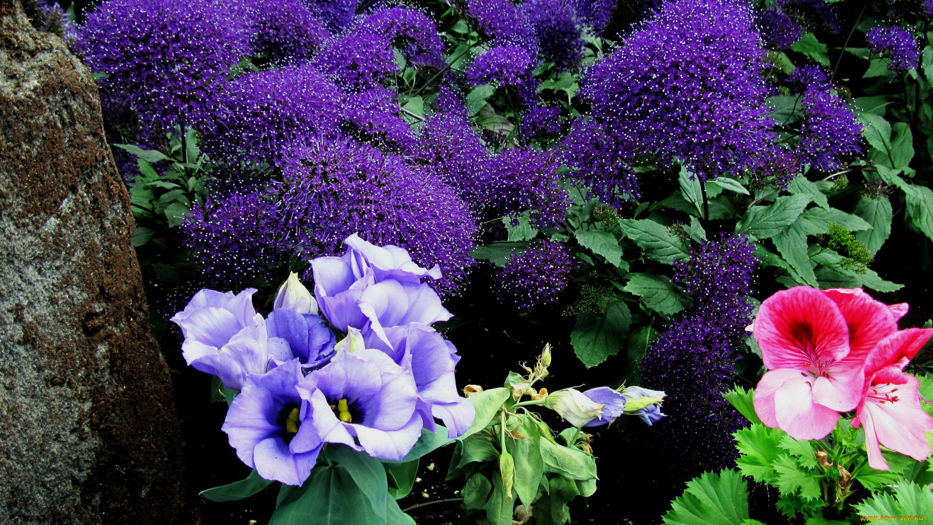 цветы, разные, вместе, герань, эустома