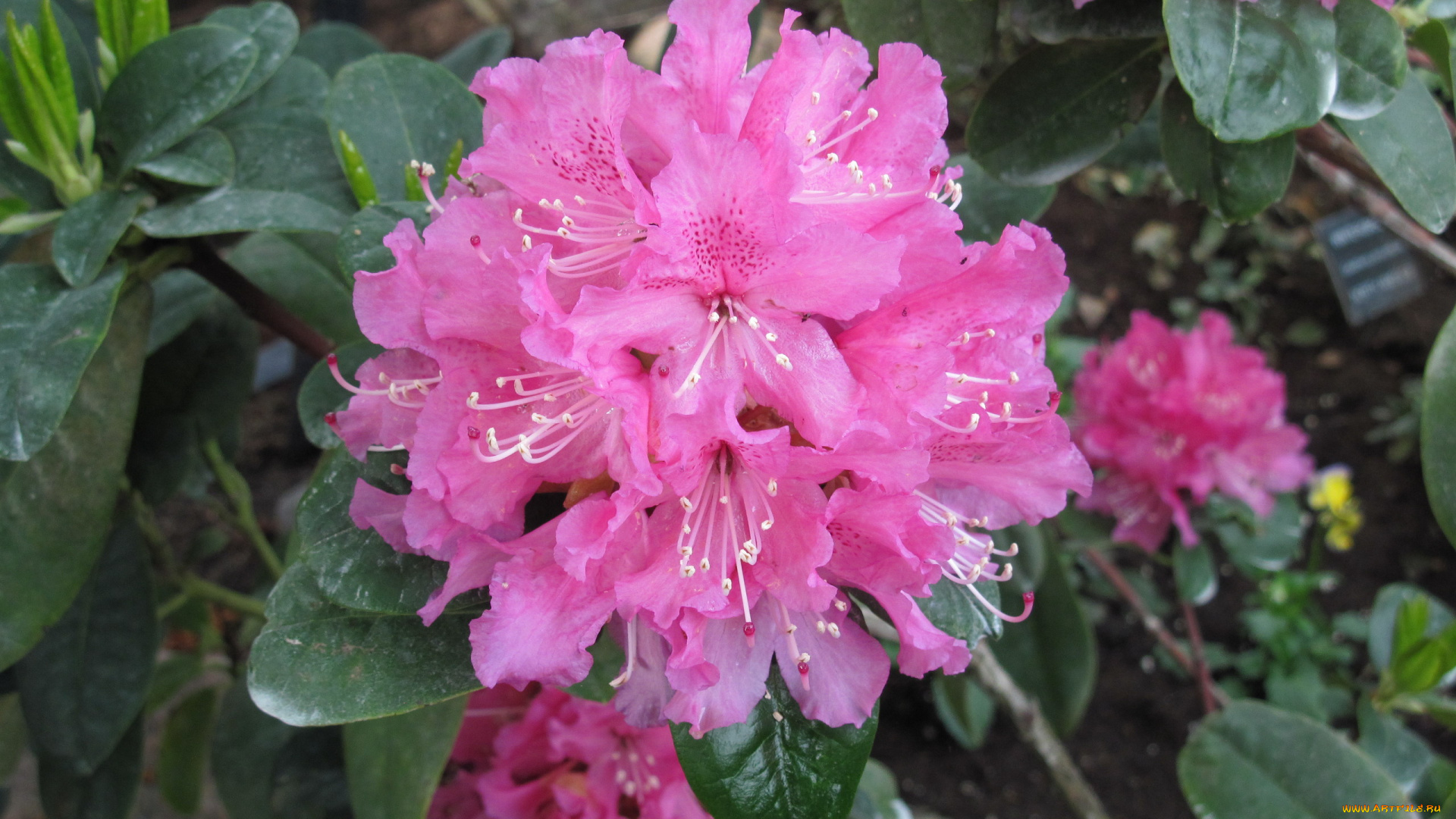 цветы, рододендроны, , азалии, азалия