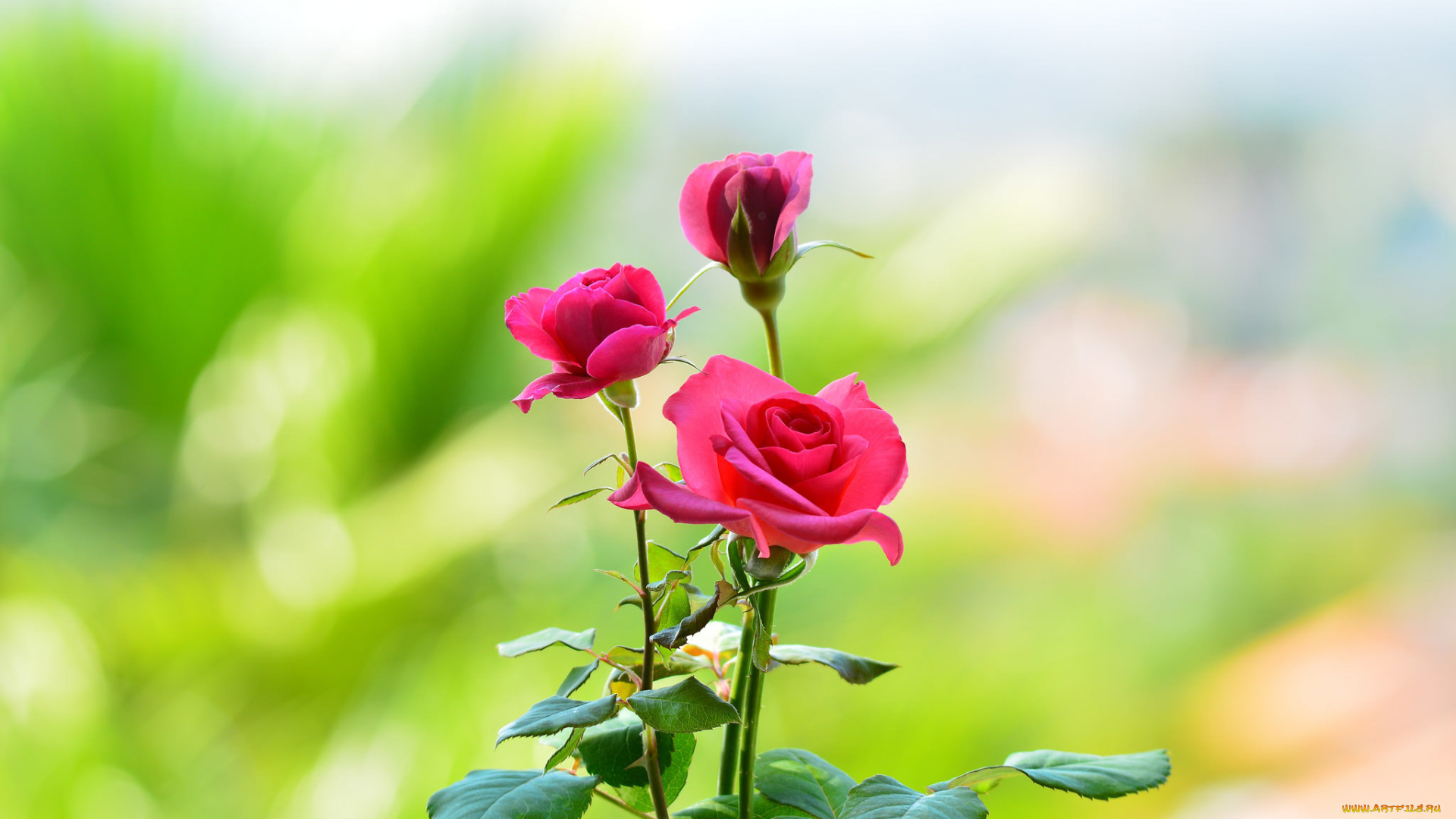 цветы, розы, фон, лепестки