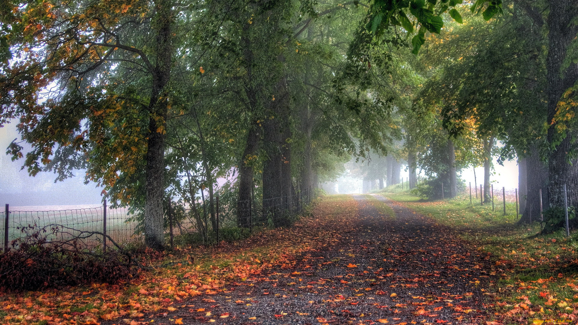 природа, дороги, туман, осень