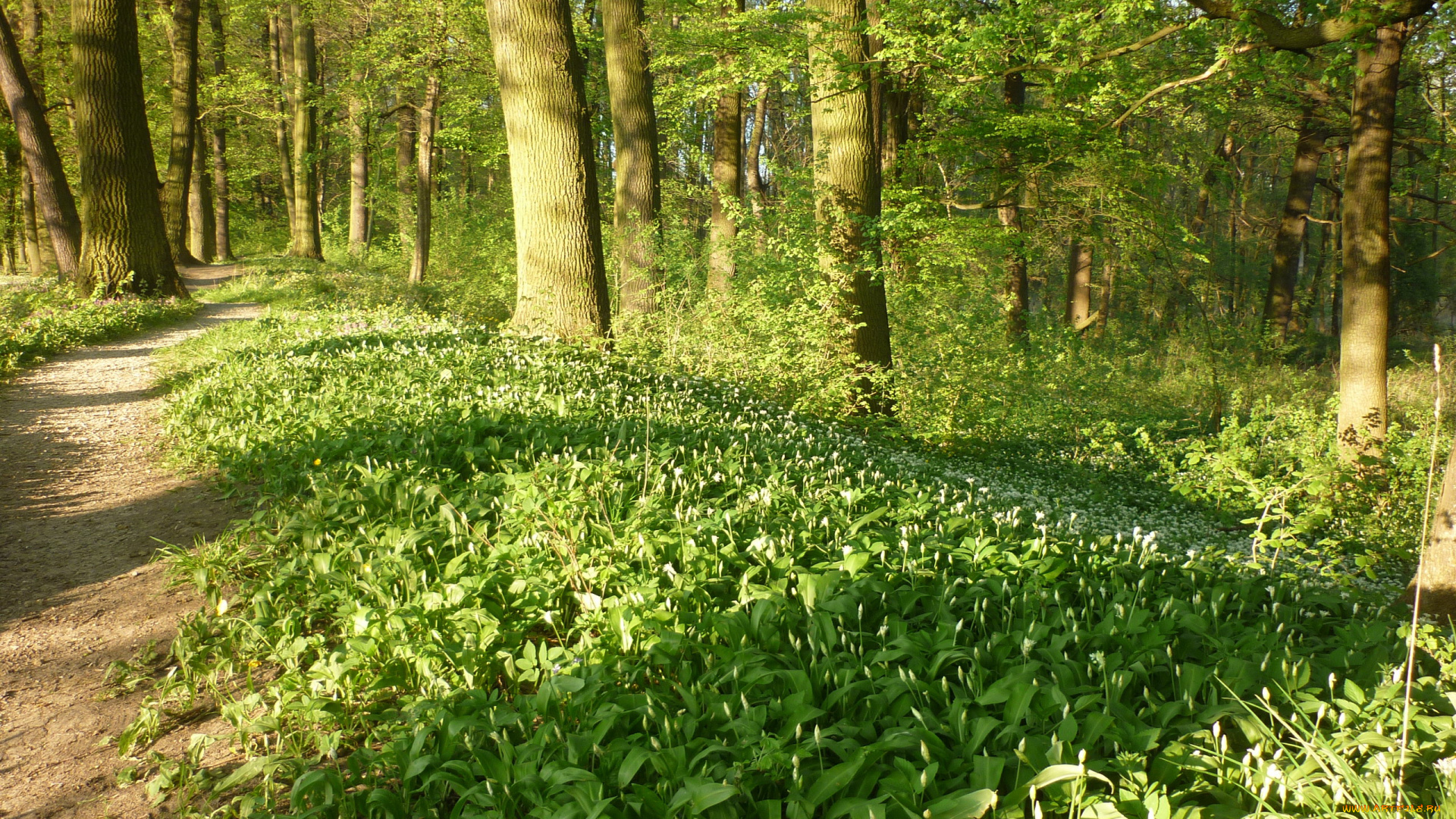 природа, лес, цветы, деревья, весна