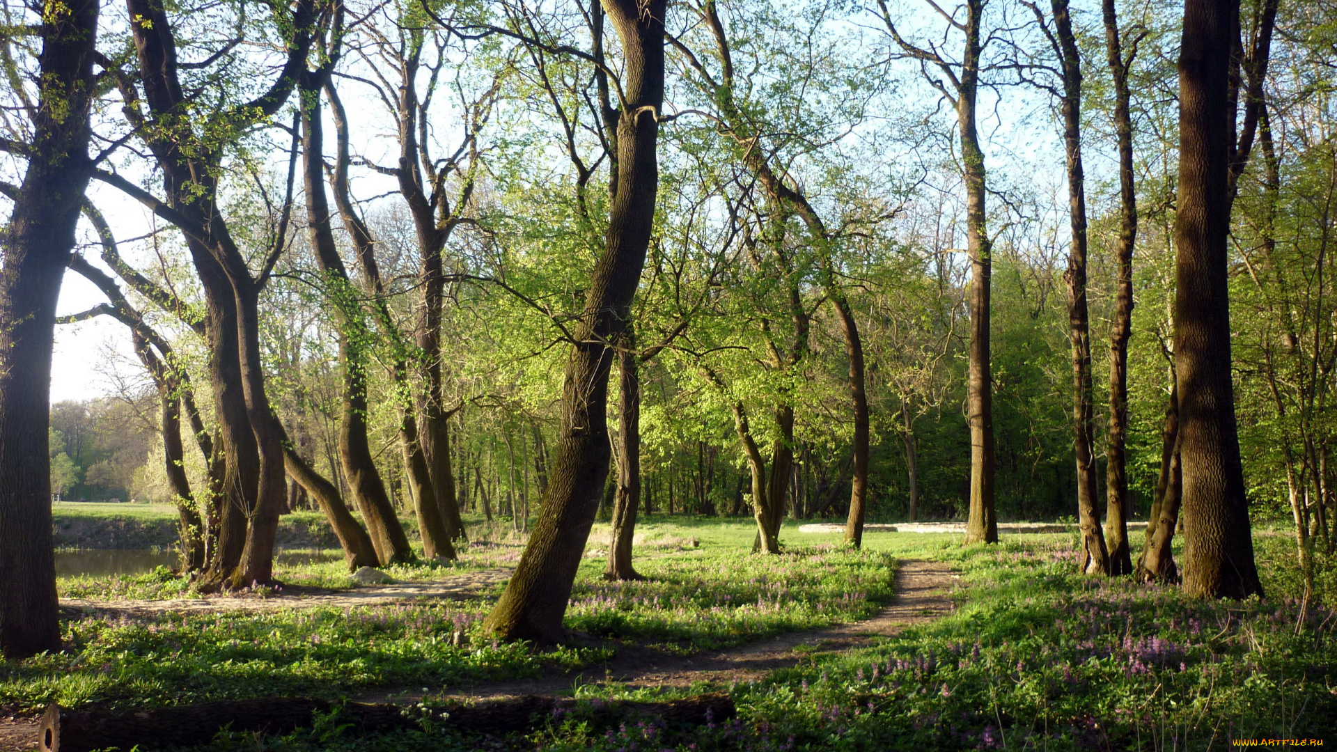 природа, лес, цветы, дорожка, весна