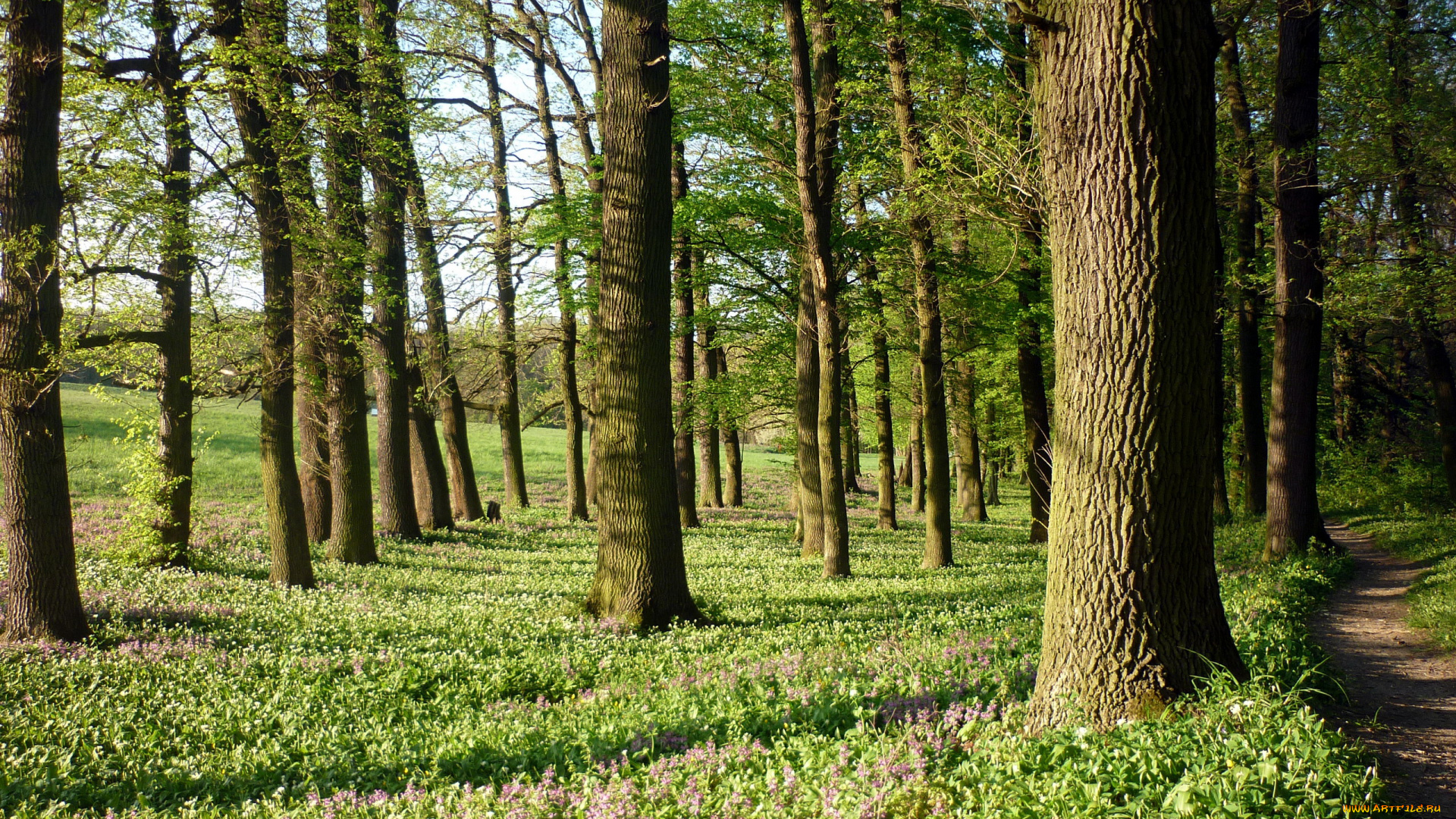 природа, лес, деревья, весна, цветы