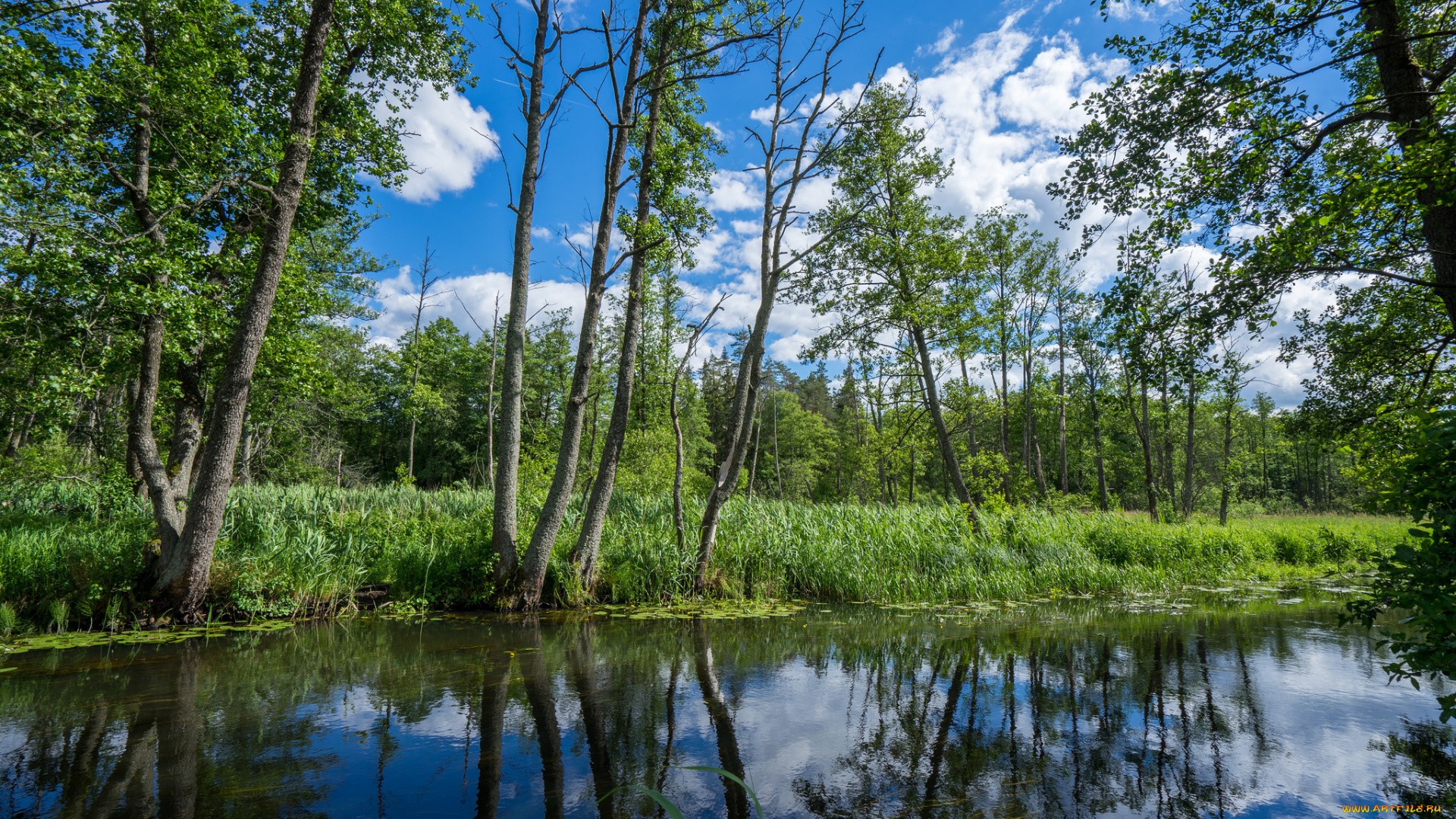 природа, реки, озера, река, лес