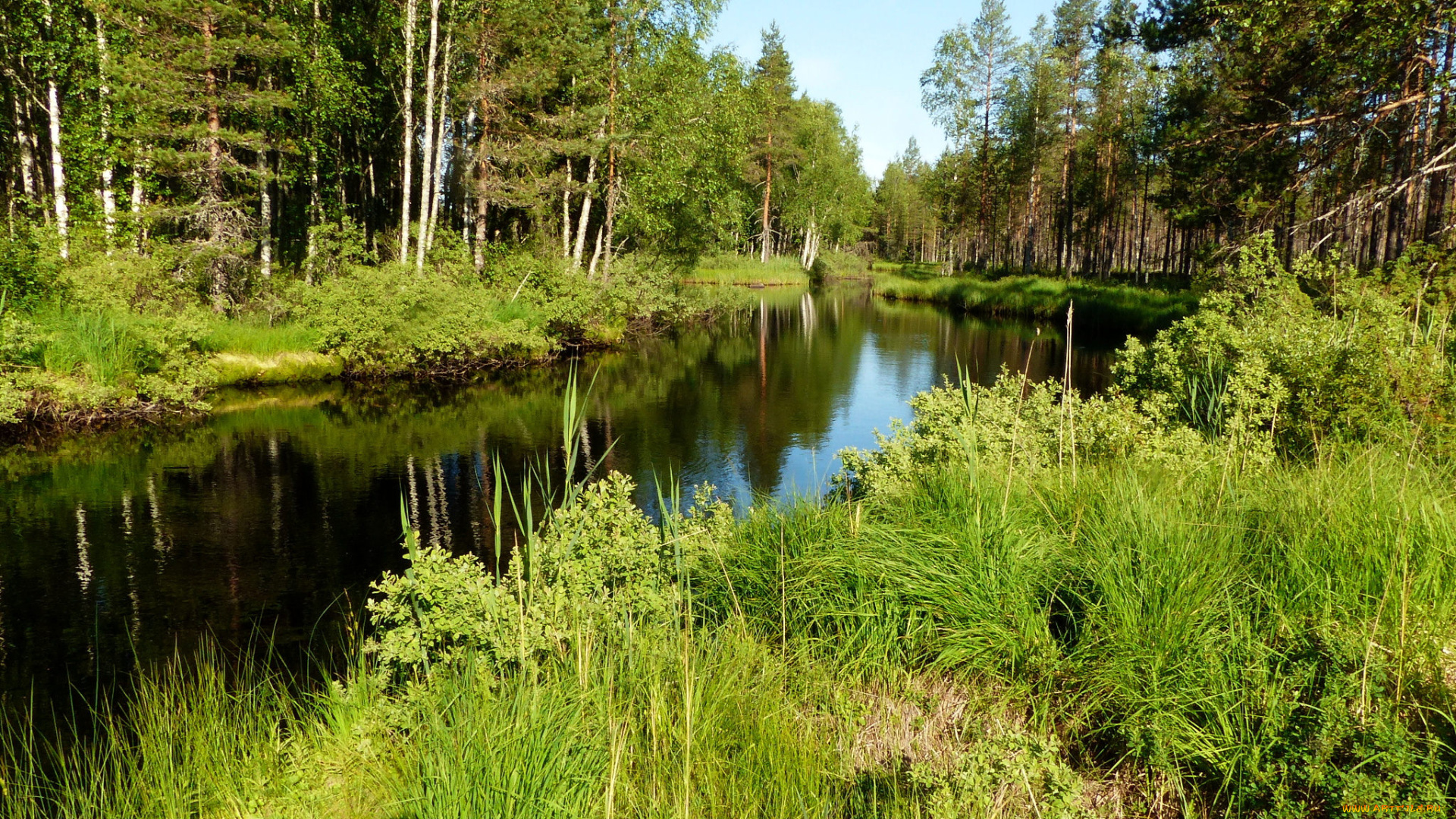 природа, реки, озера, река, лес