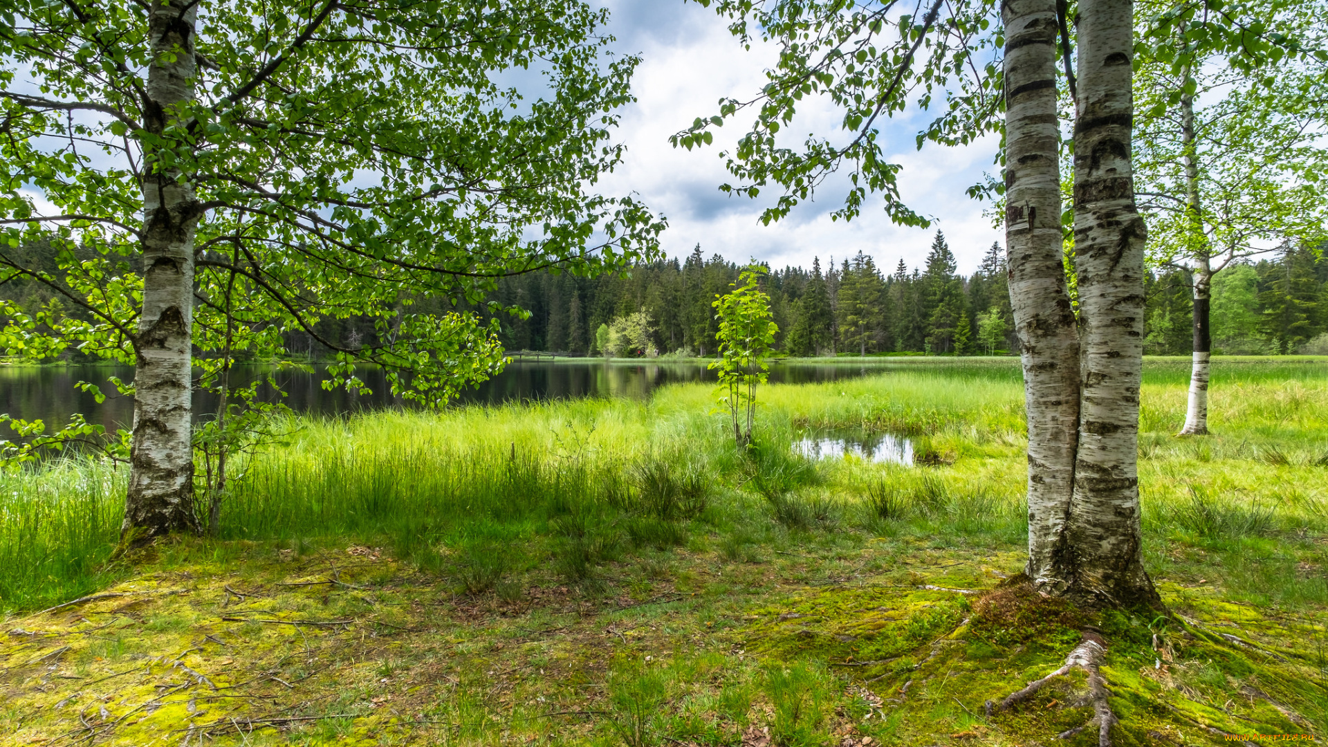 природа, реки, озера, река, лес