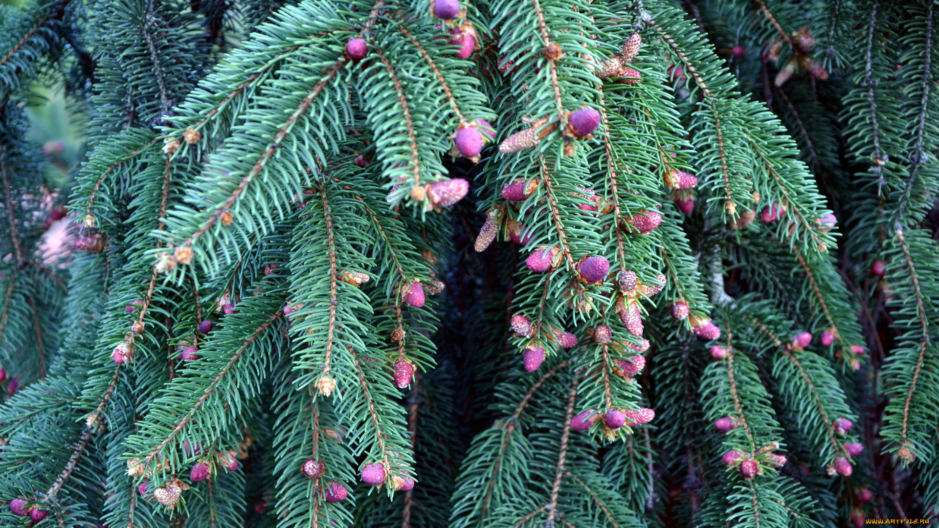 природа, шишки, , жёлуди, , каштаны, весна